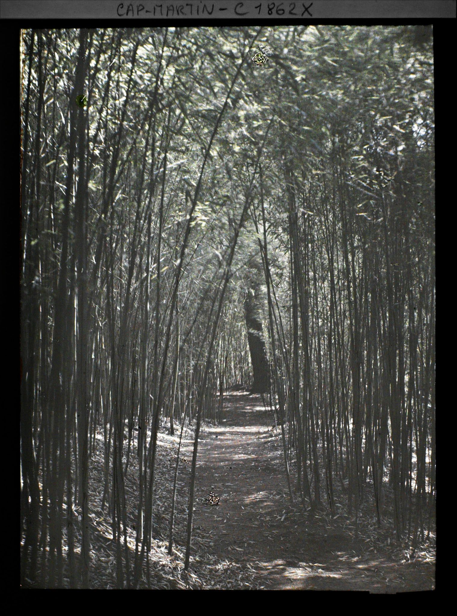Image représentant Bambouseraie traversée par un sentier
