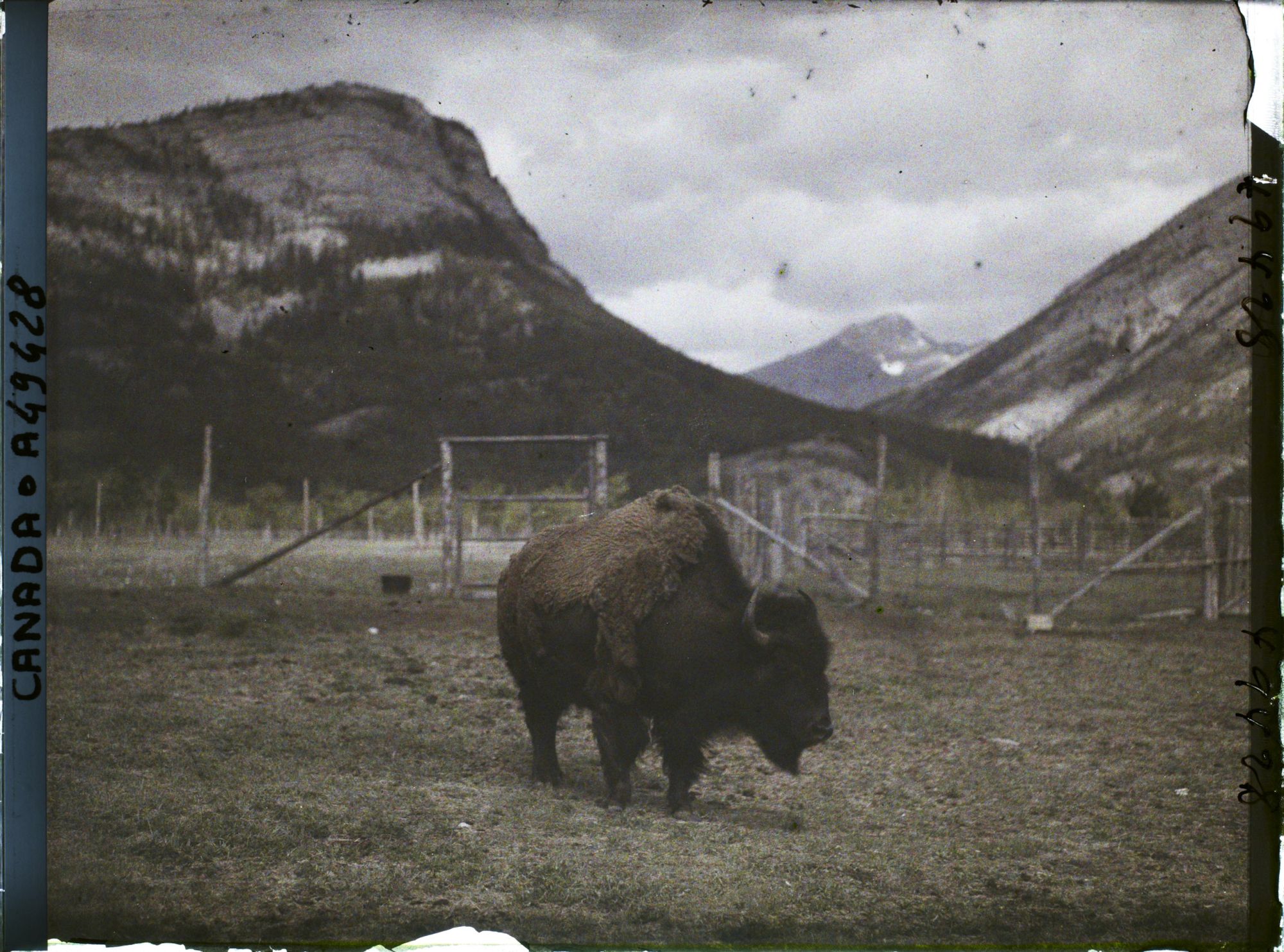 Image représentant Canada, Banff, Bison (gros)