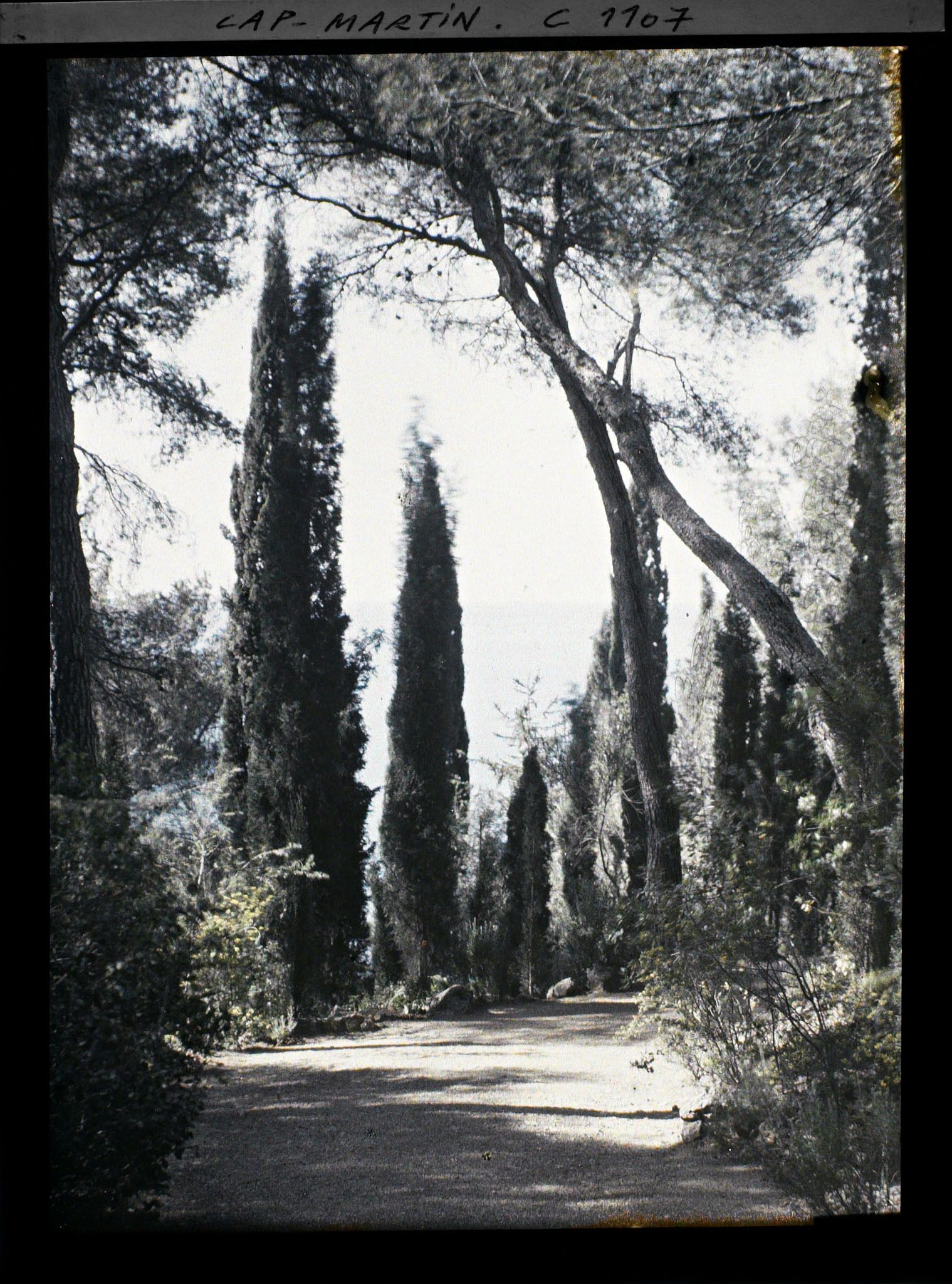 Image représentant le Jardin cyprès