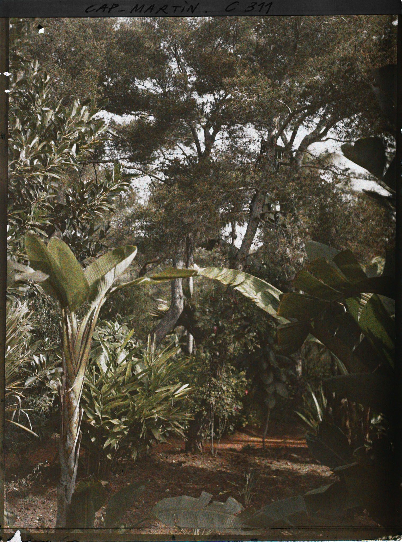 Image représentant Cap-Martin - Le Jardin