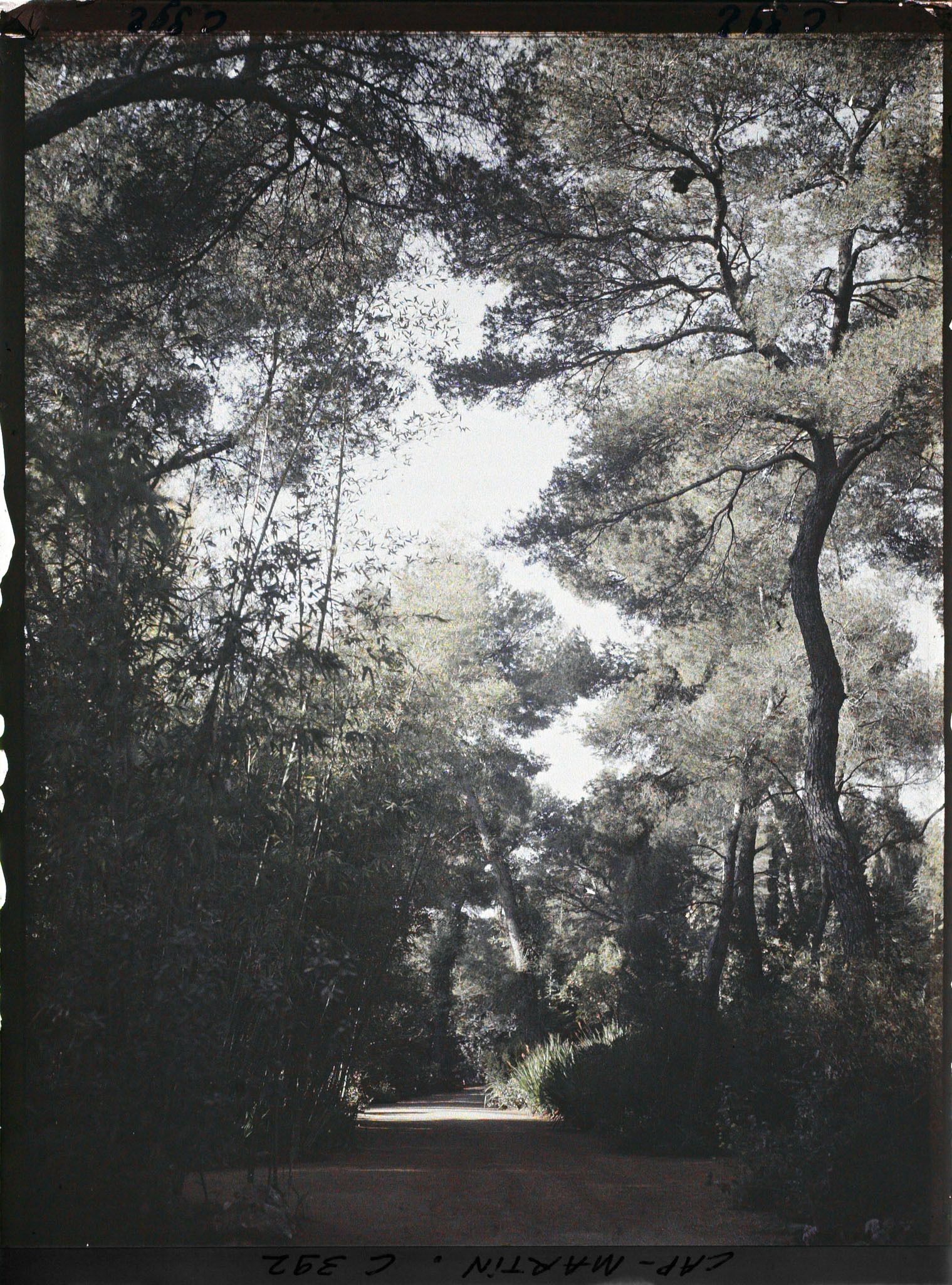 Image représentant Cap Martin Le Jardin