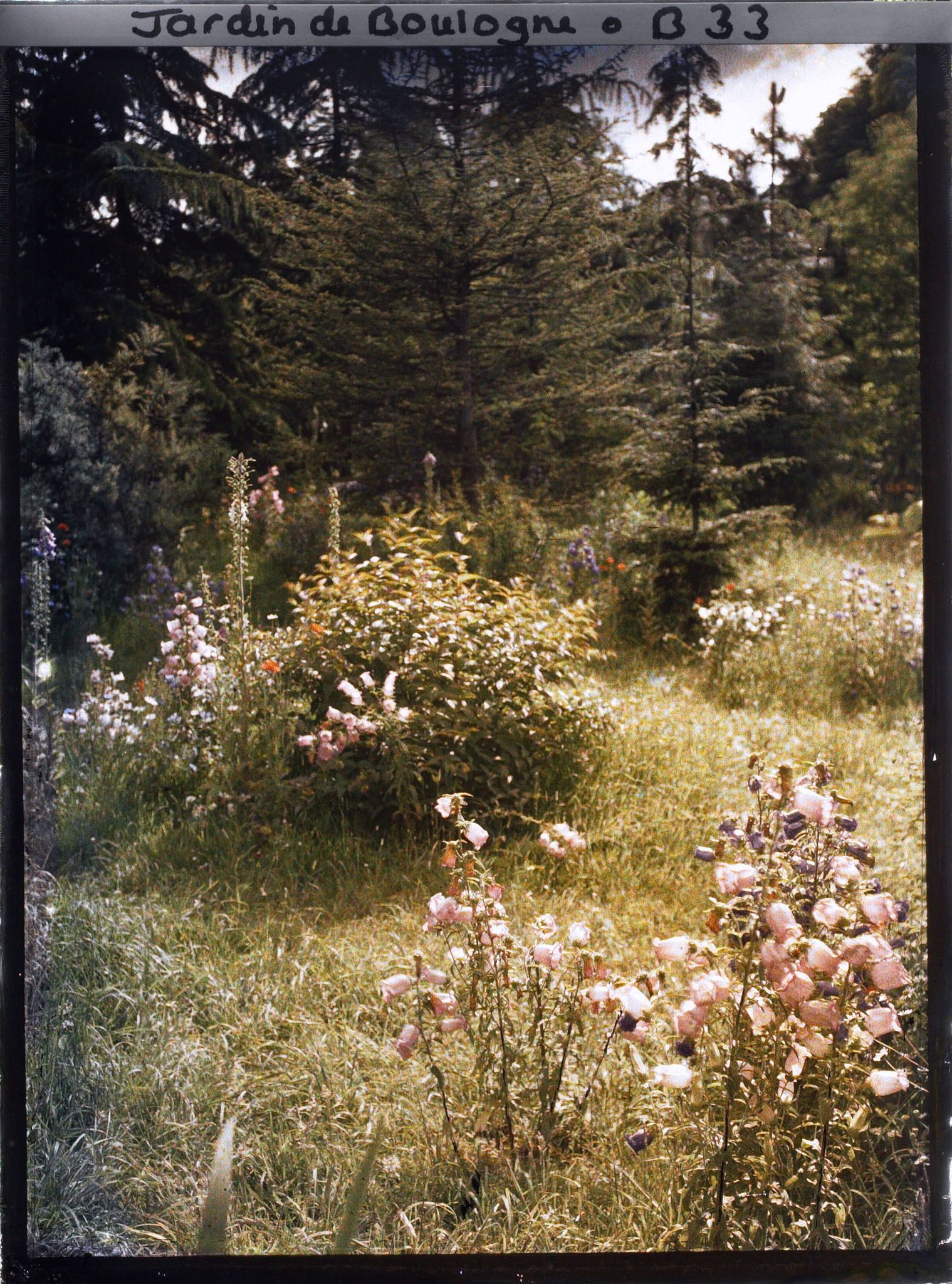 Image représentant Prairie en fleurs au coeur de la forêt dorée