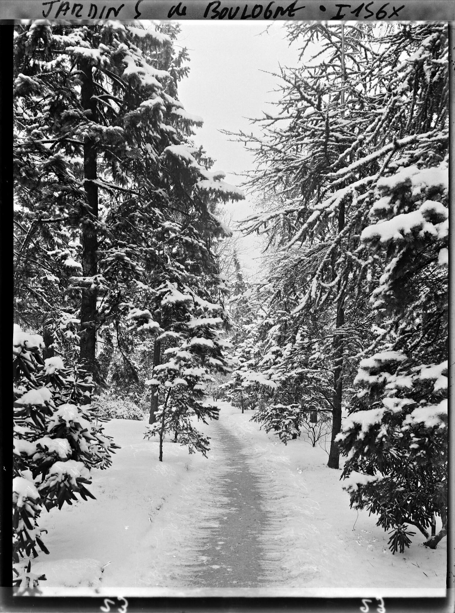 Image représentant Allée enneigée dans la forêt bleue