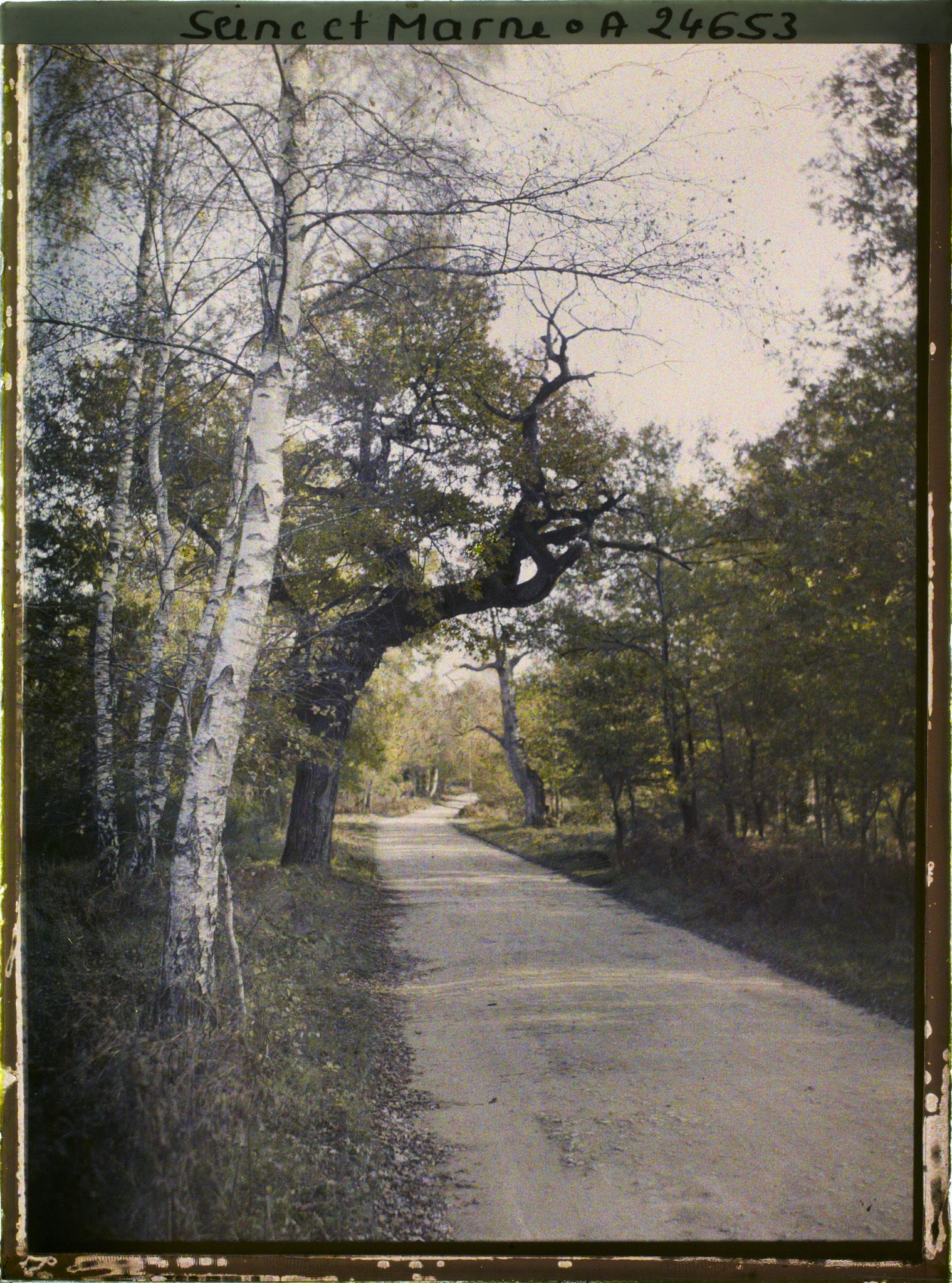 Image représentant Forêt