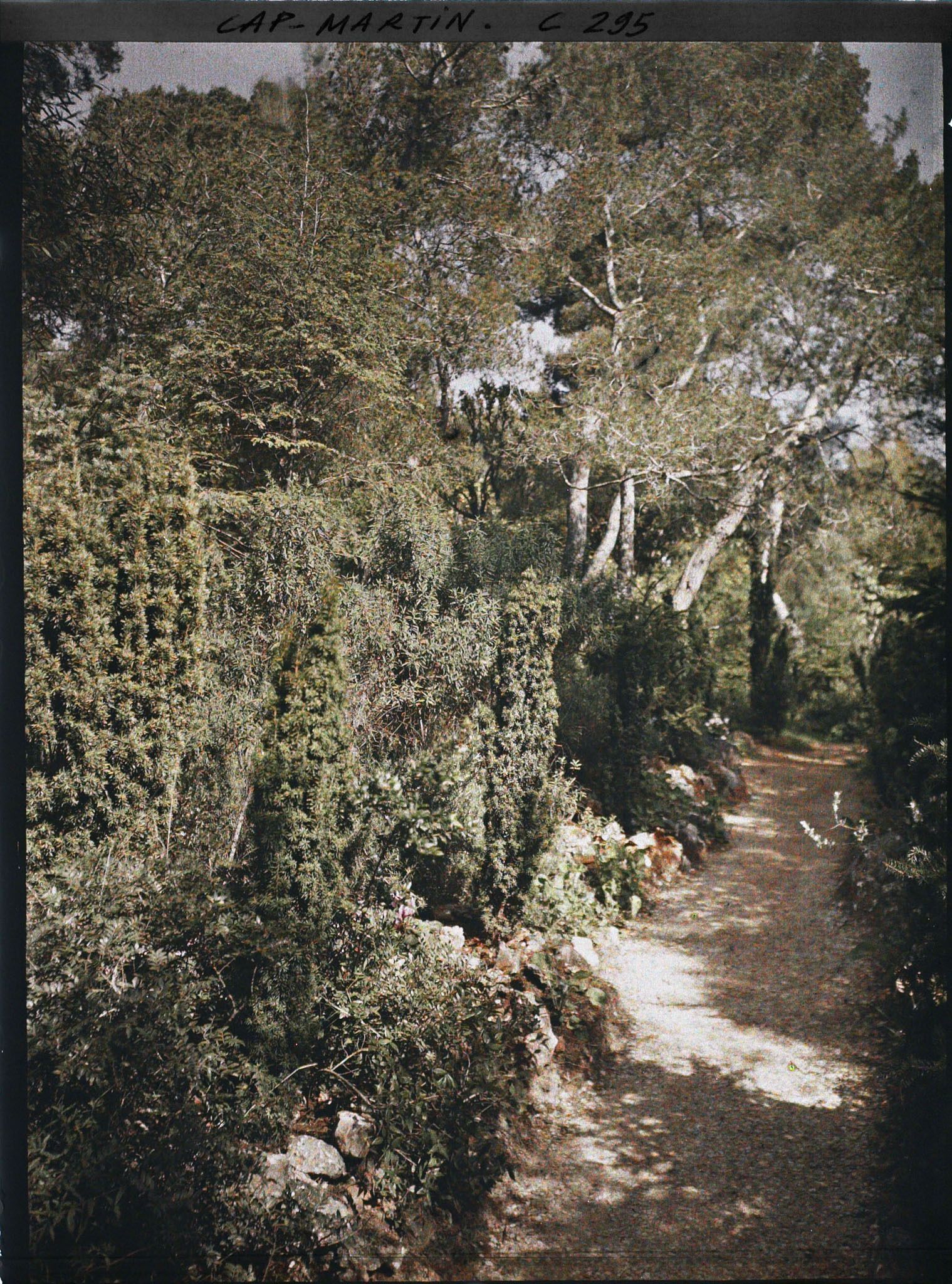 Image représentant Cap-Martin - Le Jardin