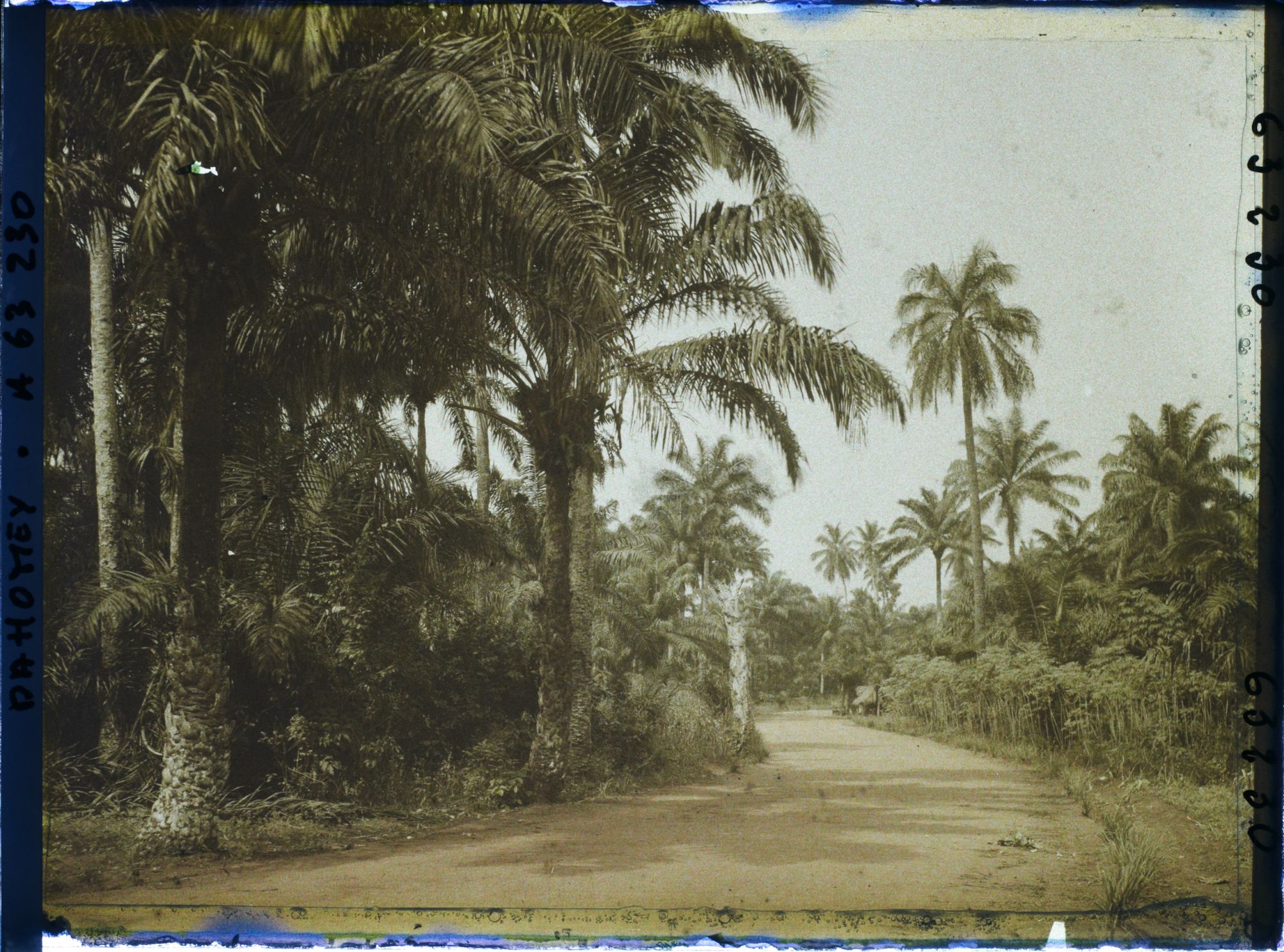 Image représentant La route allant de Porto Novo à Adjarra, bordée de culture de manioc et palmiers à huile