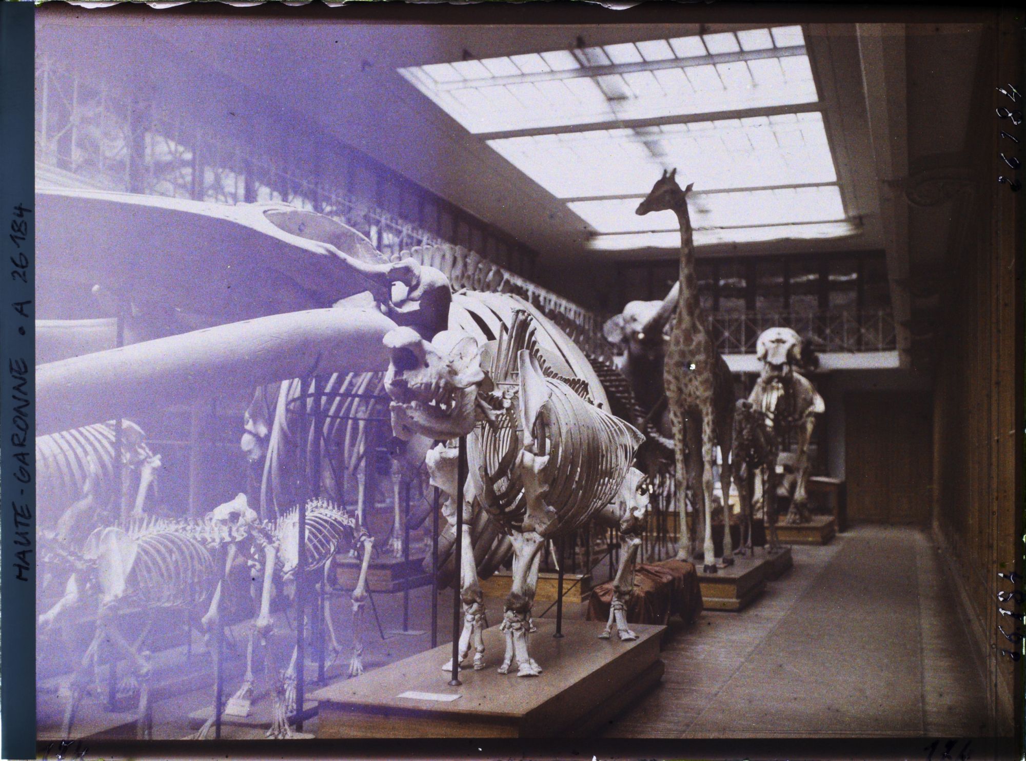 Image représentant Une des salles du museum d'histoire naturelle