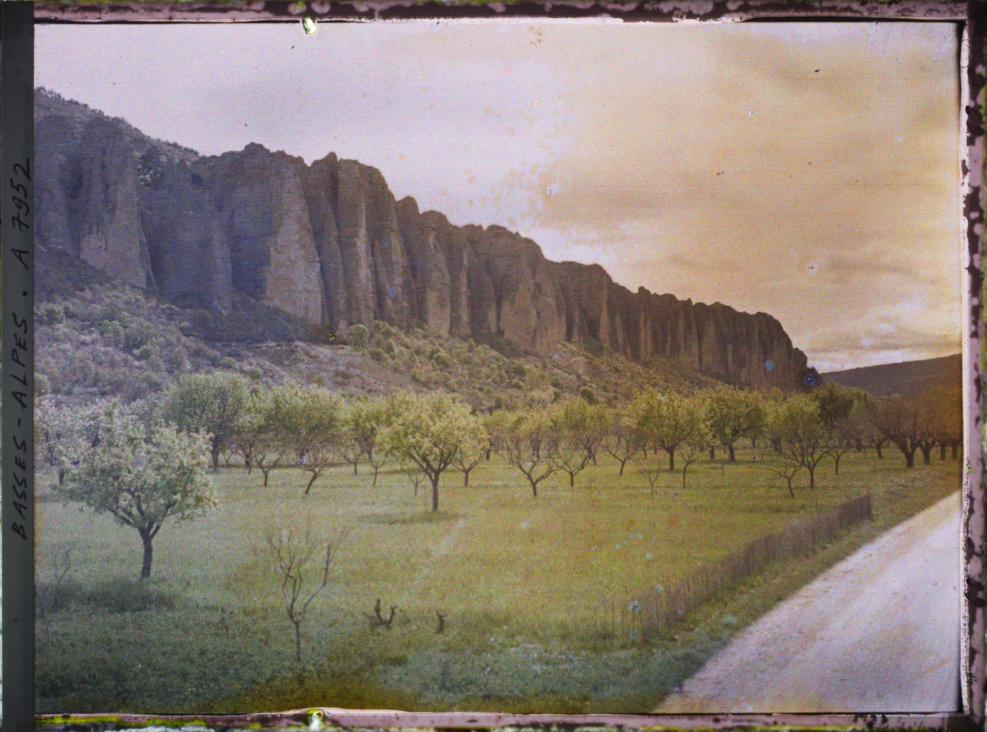 Image représentant Plaine d'arbres fruitiers