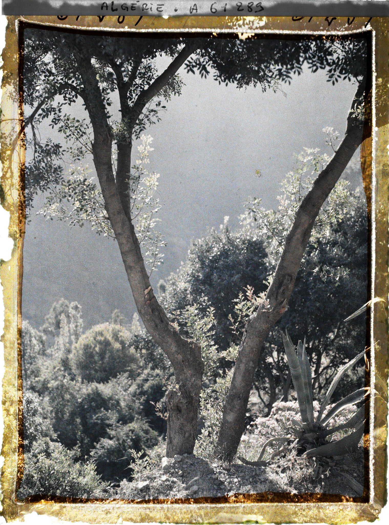 Image représentant Brume du matin dans les gorges