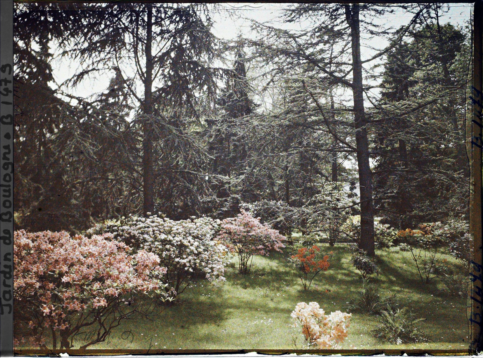Image représentant Azalées et rhodos près de la forêt bleue