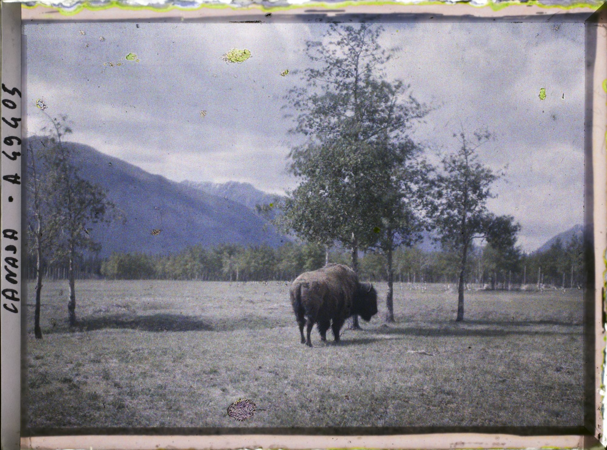 Image représentant Canada, Banff, Bison de dos (petit)