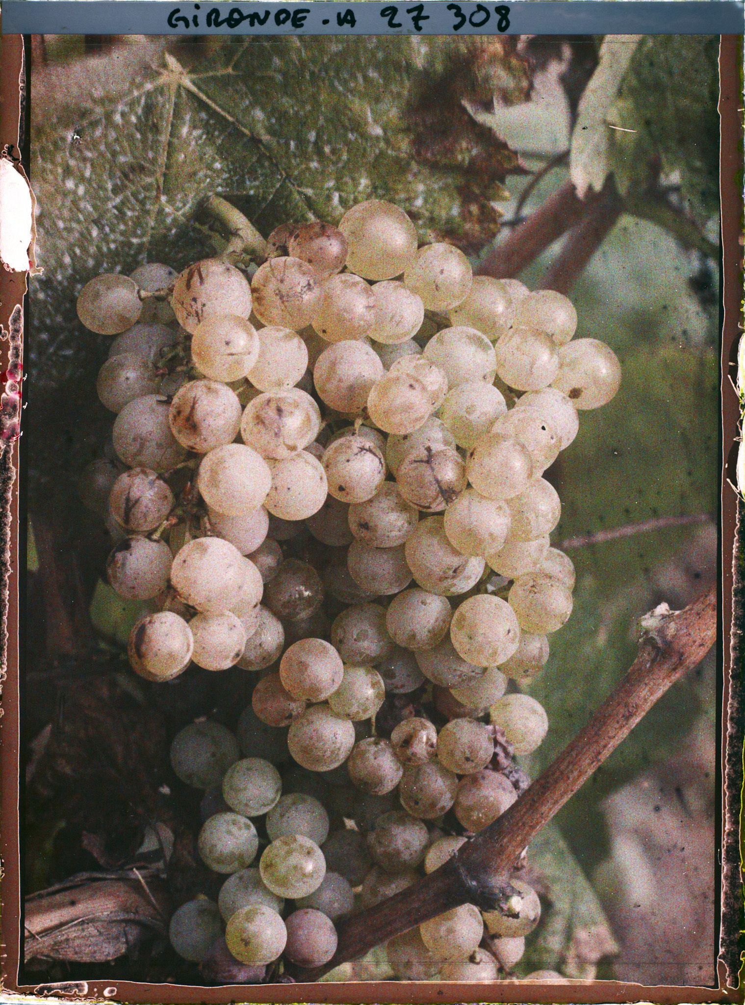 Image représentant Cambes Gironde, Cépage blanc dit "Semillon"