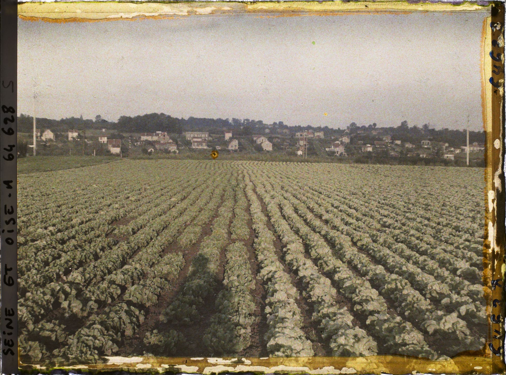 Image représentant Ile de France, Sarcelles St Brieuc, Champs de Salades au Soleil Couchant