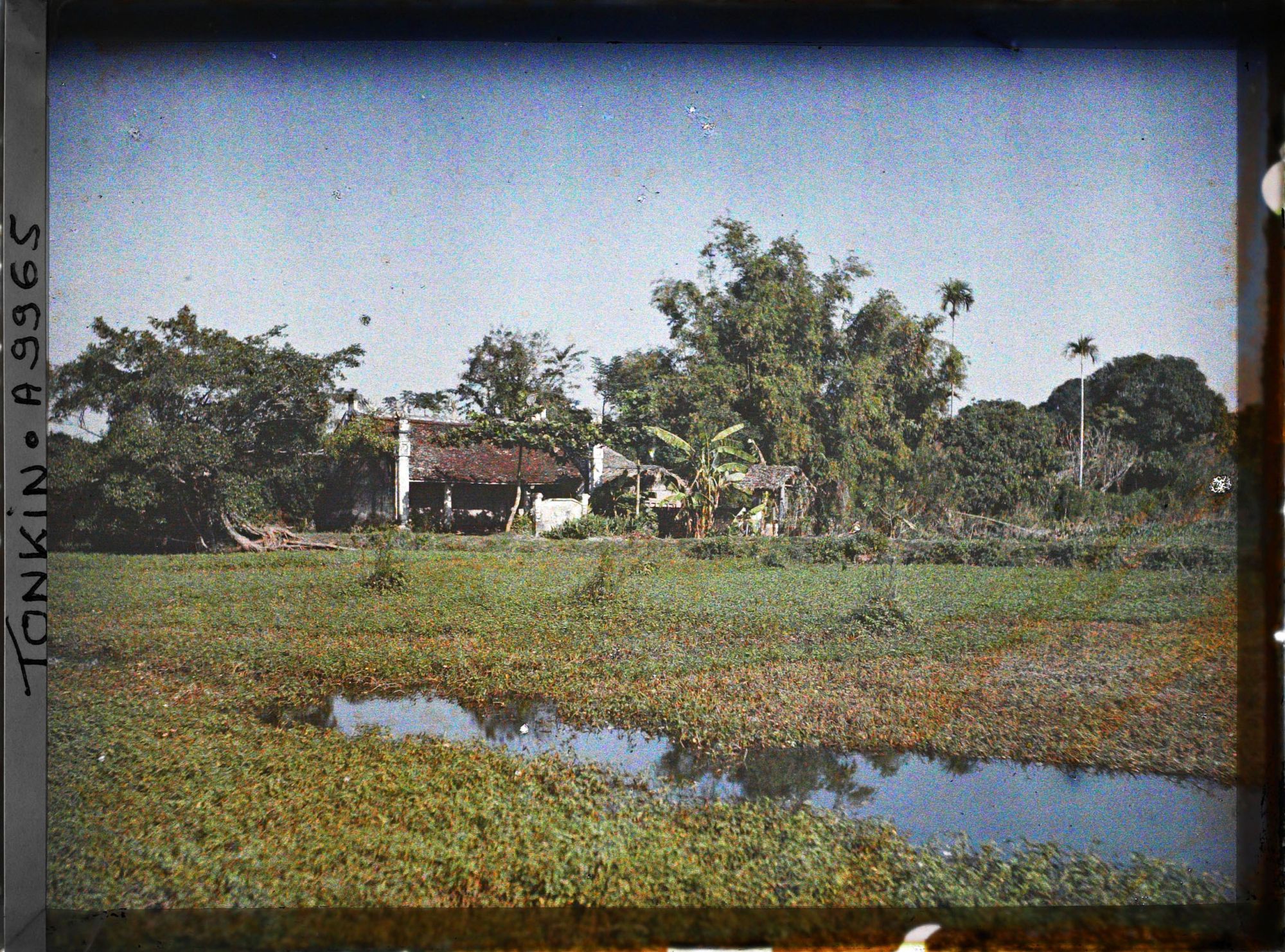 Image représentant La culture du liseron d'eau (rau-muông) sur un étang