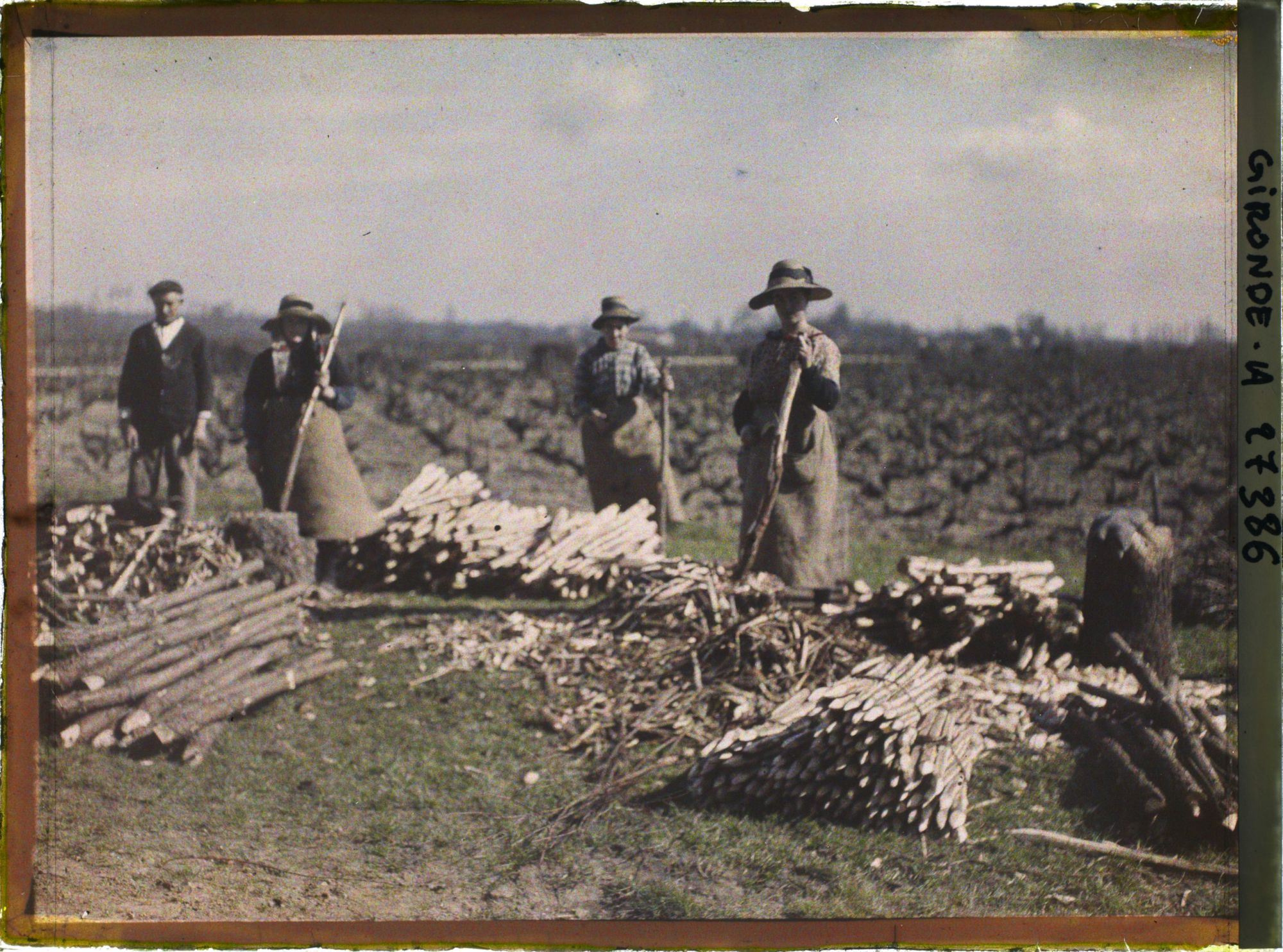 Image représentant France, Blanquefort, Ouvrières préparant les tuteurs pour les pieds de Vigne