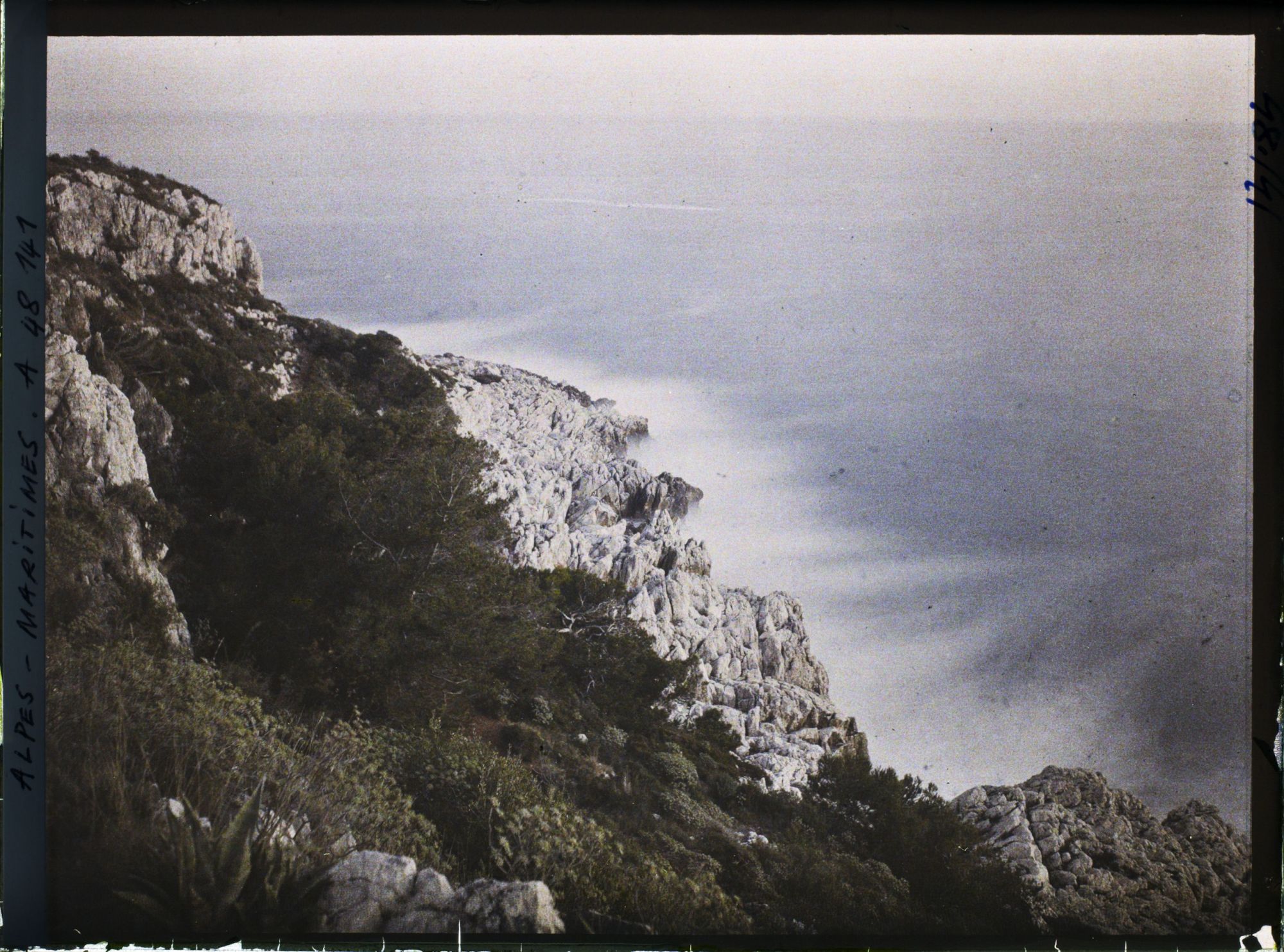 Image représentant Végétation sur une partie du rivage abrupt et rocheux du cap Martin, vu en direction du sud-est