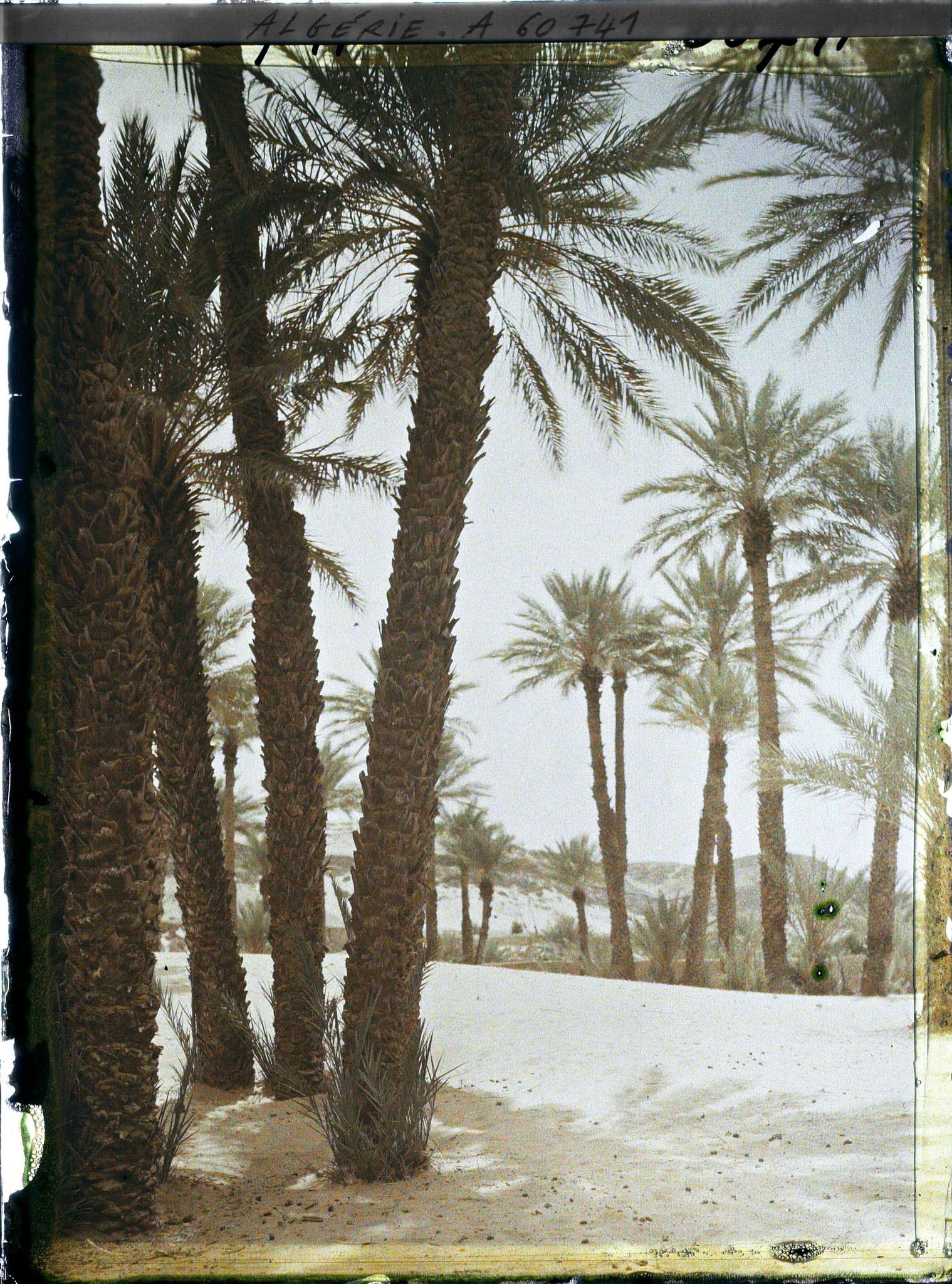 Image représentant Dans l'oasis