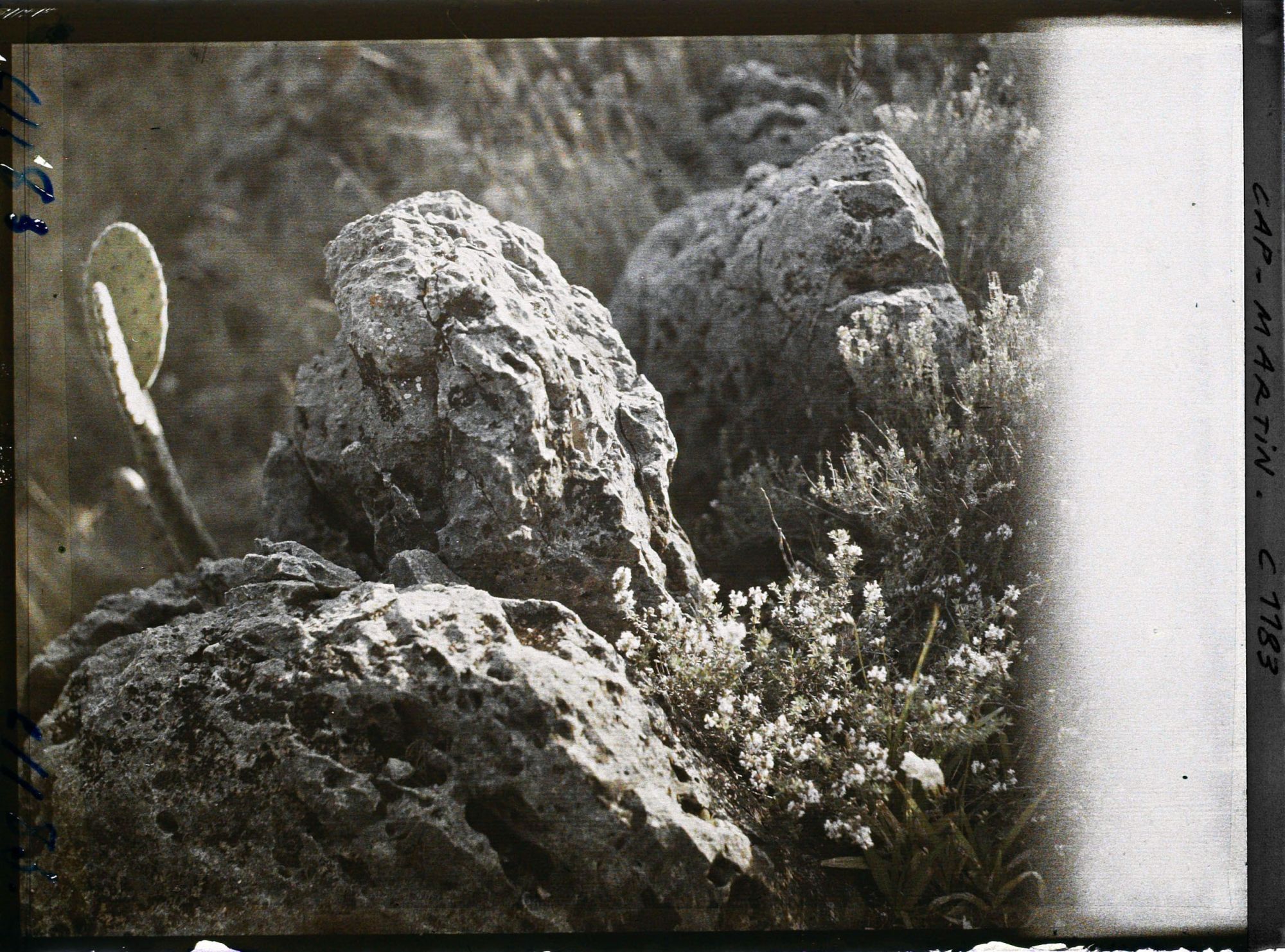 Image représentant le jardin
