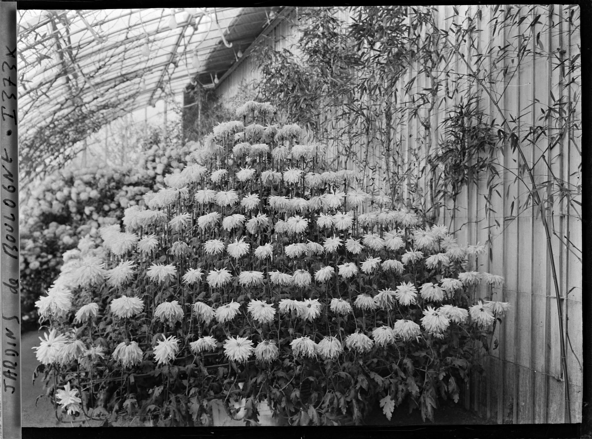 Image représentant Composition florale constituée de chrysanthèmes, dans une des serres adjacentes au jardin d'hiver