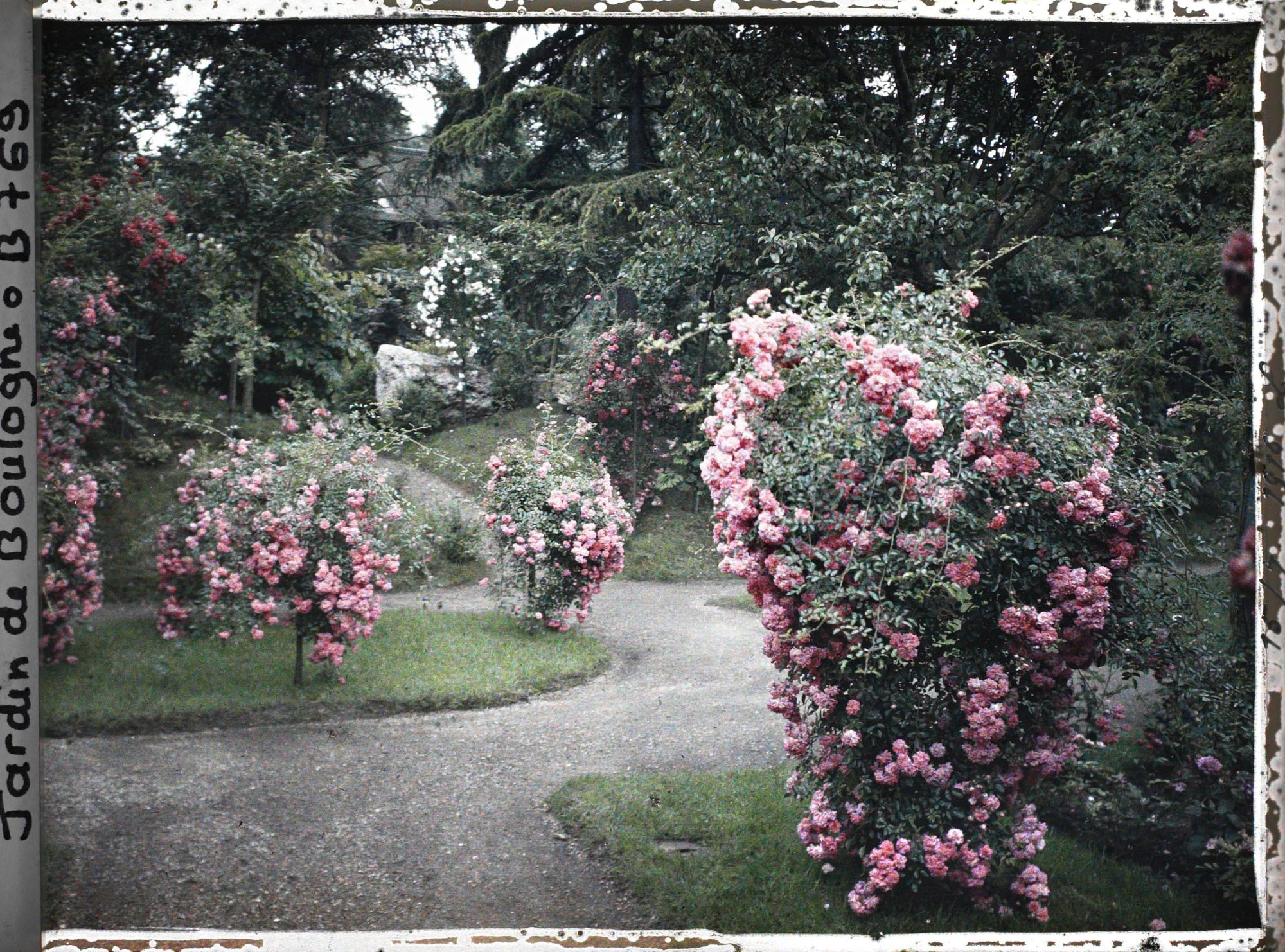 Image représentant Coin sud-est du verger-roseraie orné de rosiers en fleurs, situé à la limite du jardin japonais