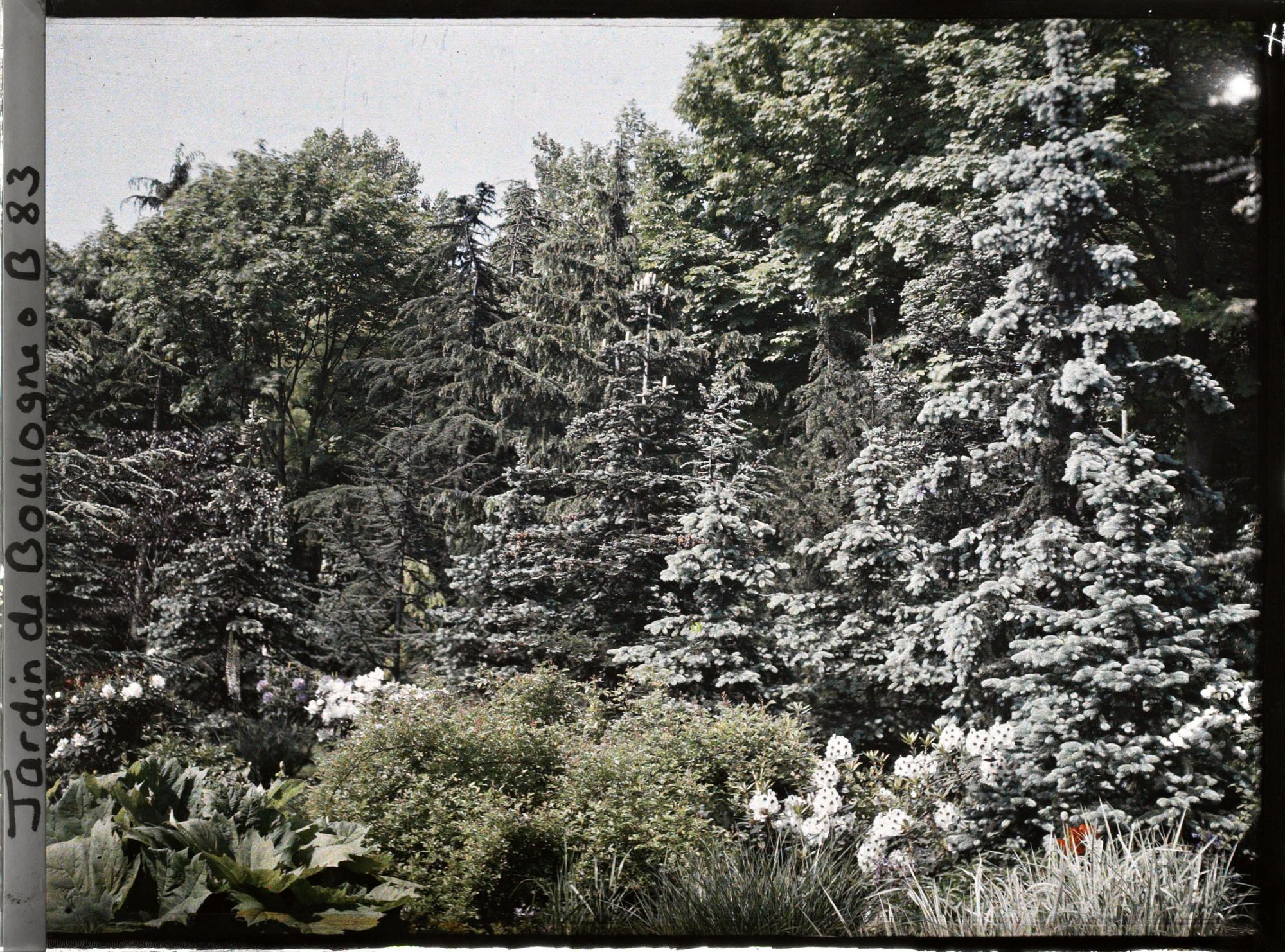Image représentant Epicéas et cèdres de la forêt bleue entourant le marais