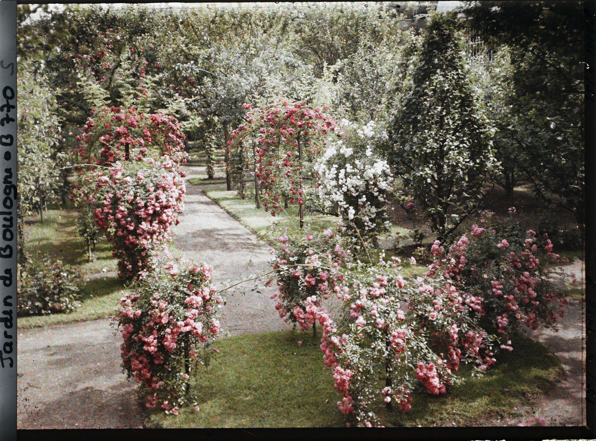 Image représentant Parterre de rosiers tiges et allée fleurie menant à la forêt bleue, à l'est du verger-roseraie