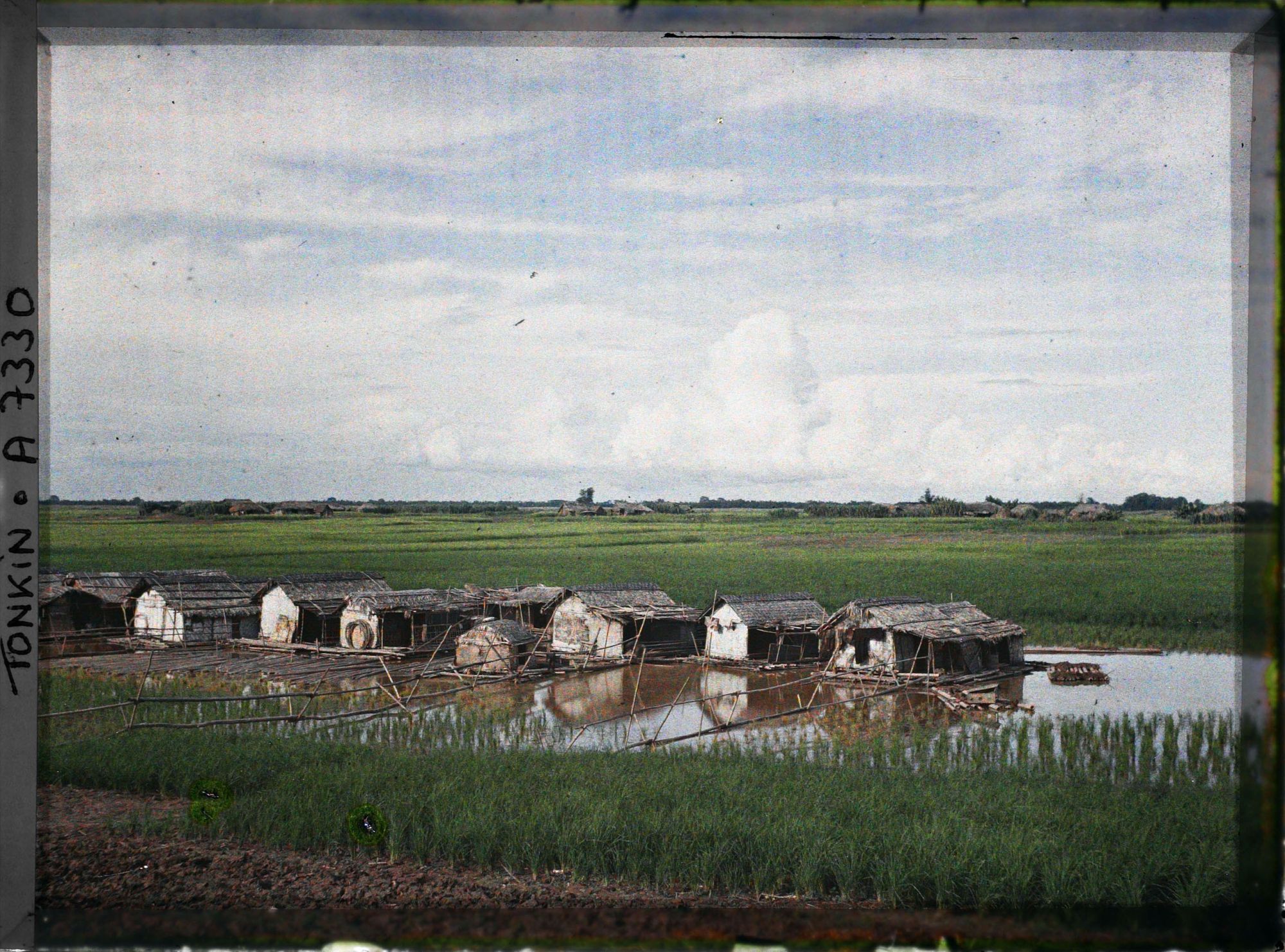 Image représentant Des maisons flottantes dans les rizières sur les bords du Fleuve Rouge