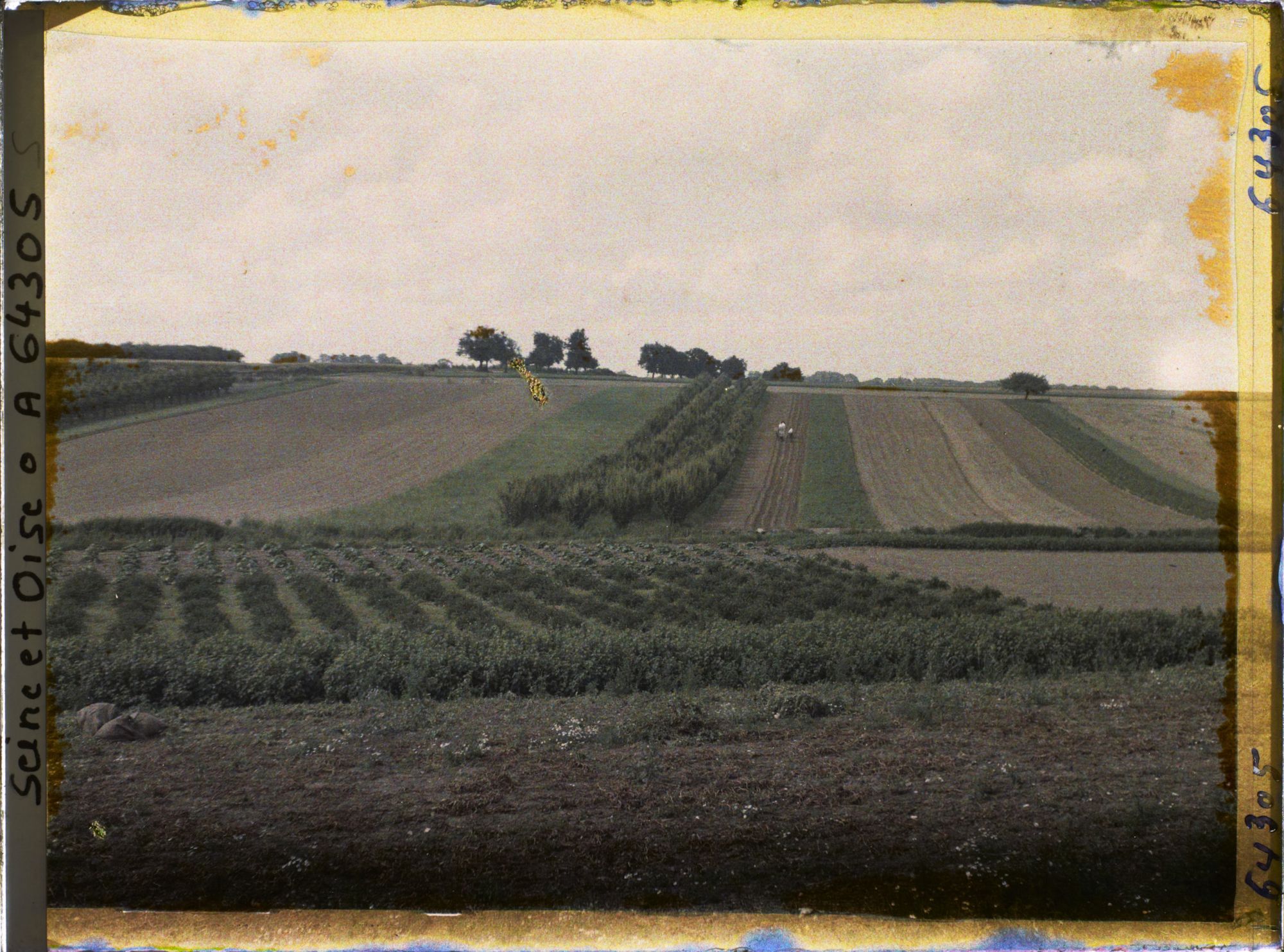 Image représentant Ile de France, Sarcelle St Briec, Verger de poiriers
