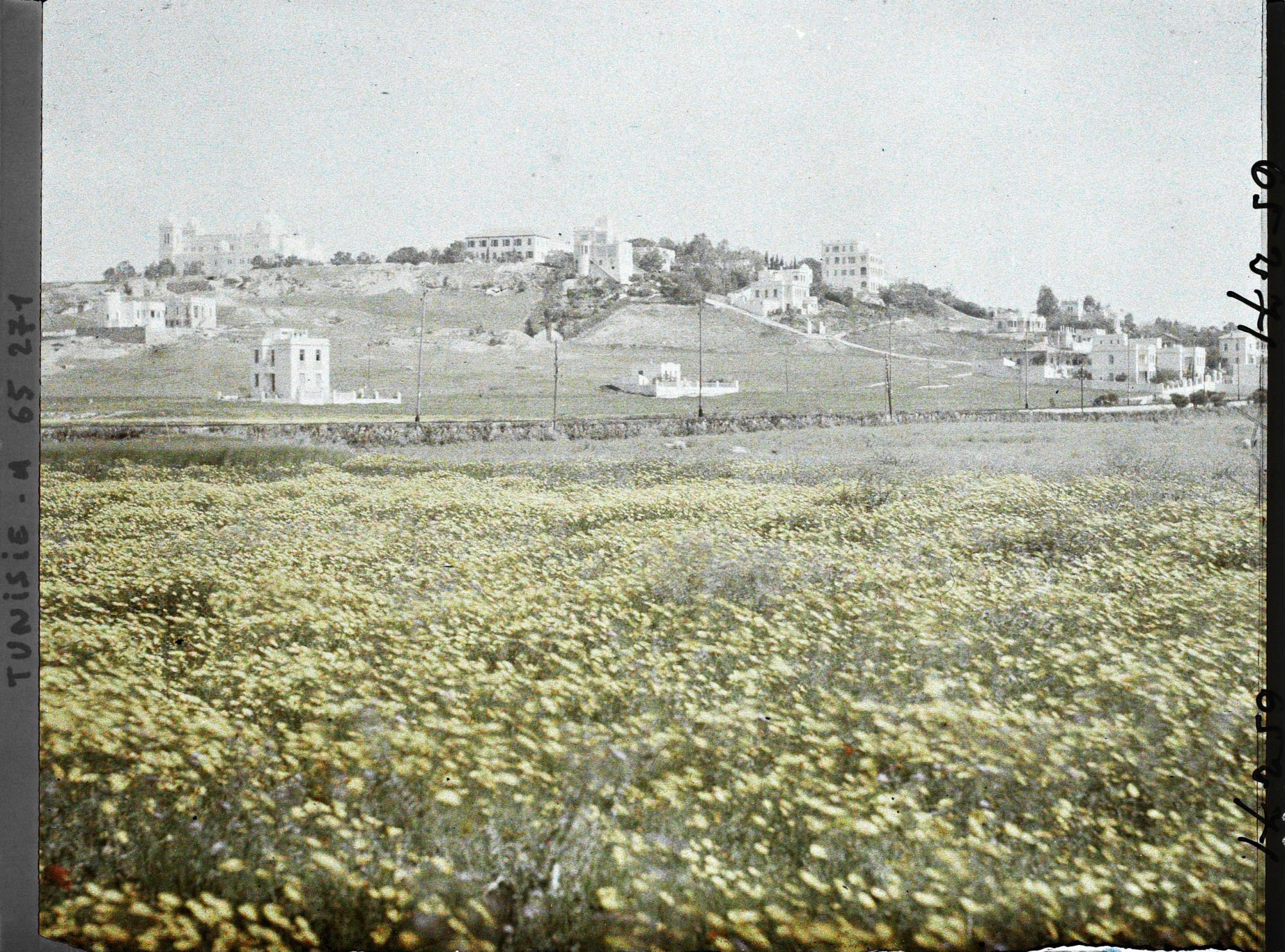 Image représentant Vue de la colline de Saint-Louis ou Byrsa avec à gauche la cathédrale de Saint-Louis ou primatiale de Carthage et à droite des villas et l'hôtel Saint-Louis