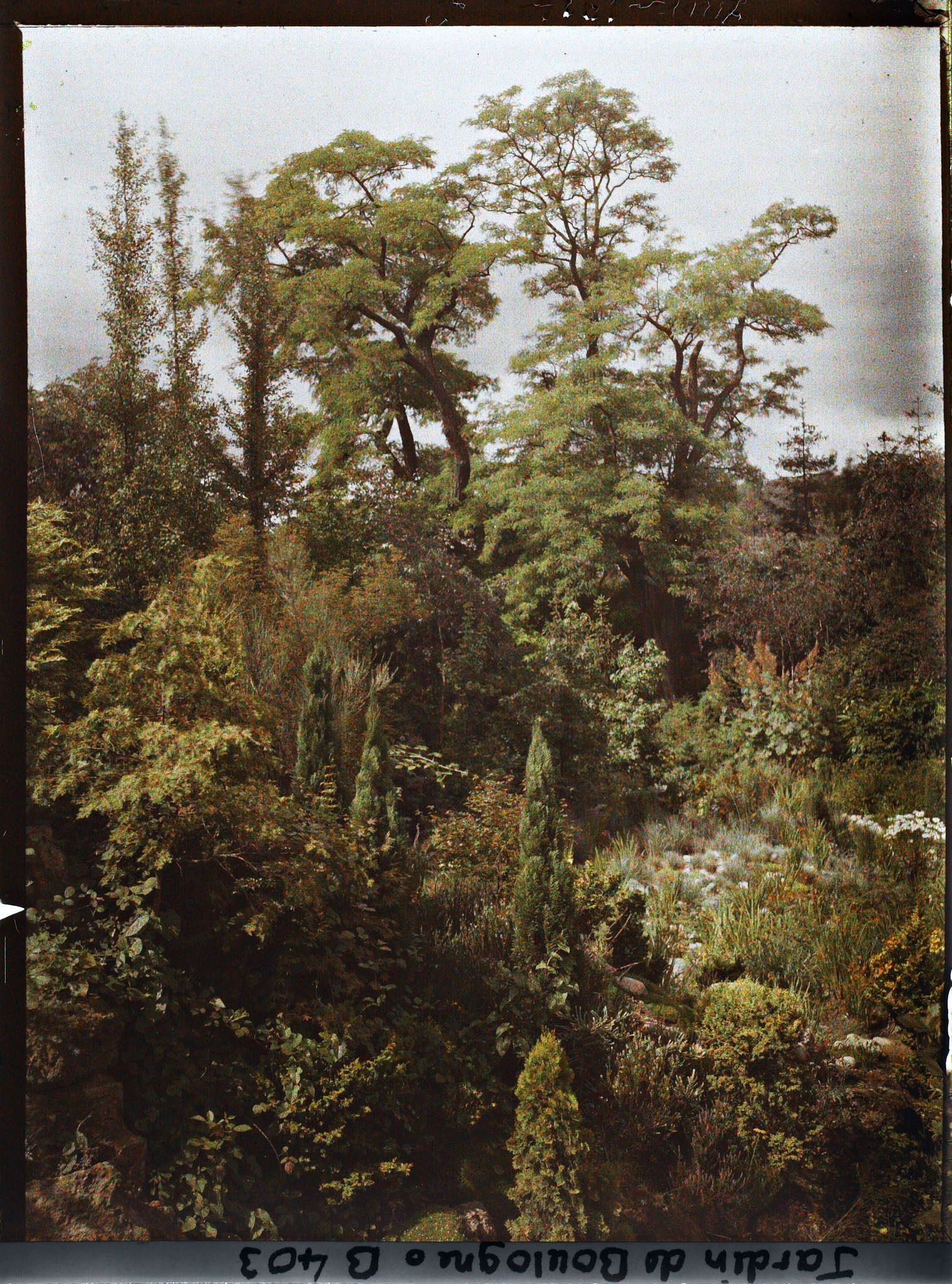 Image représentant Rocaille en pente du " jardin chinois ", ponctuée de conifères et proche du " sanctuaire japonais "
