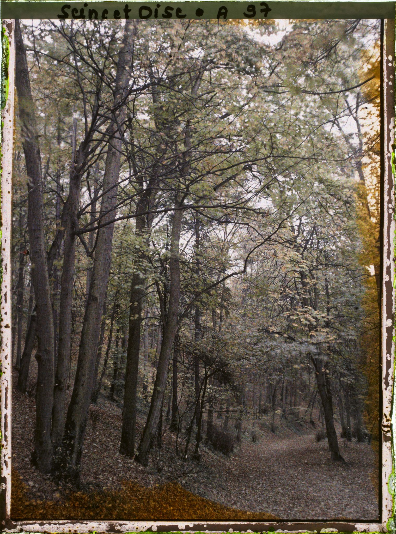 Image représentant Une allée du parc
