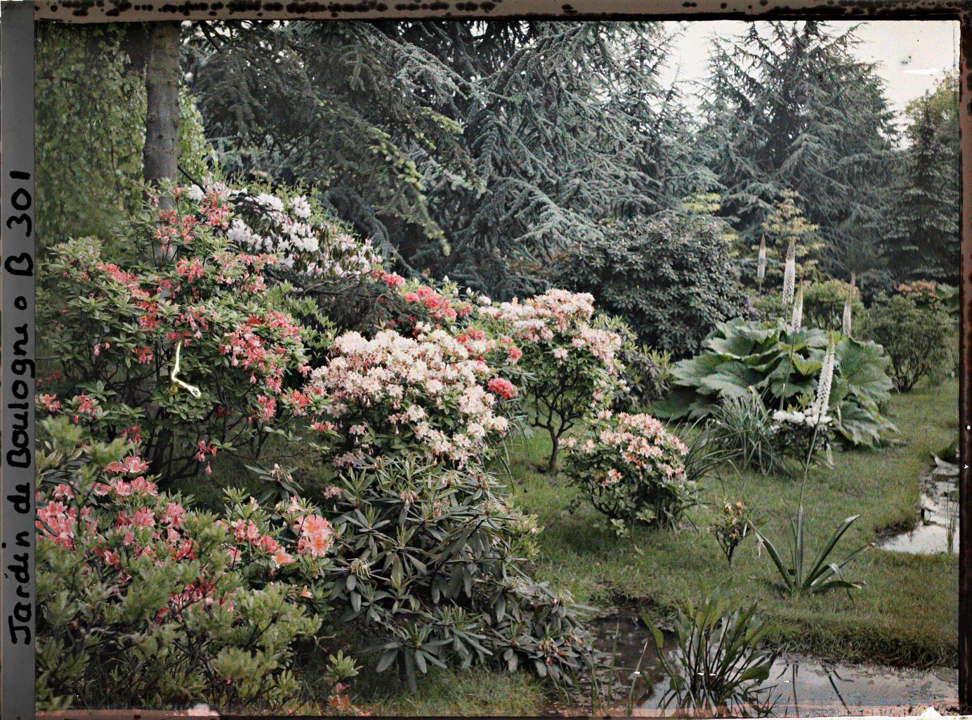 Image représentant Massif de rhododendrons et d'azalées en fleurs bordant l'est du marais