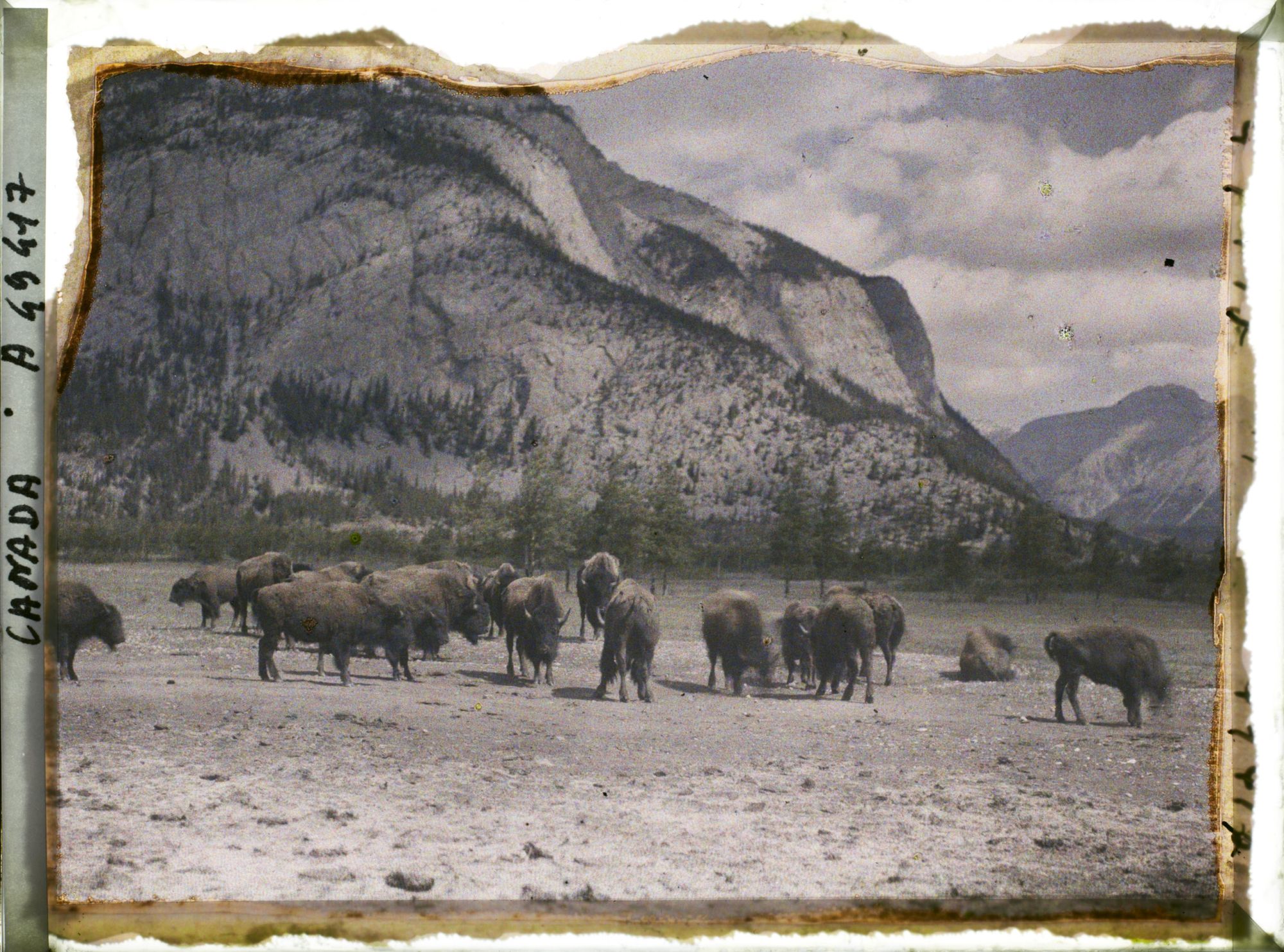 Image représentant Canada, Banff, Troupeau de Bisons