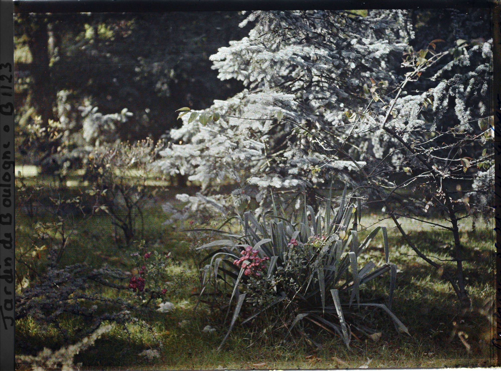 Image représentant Forêt bleue
