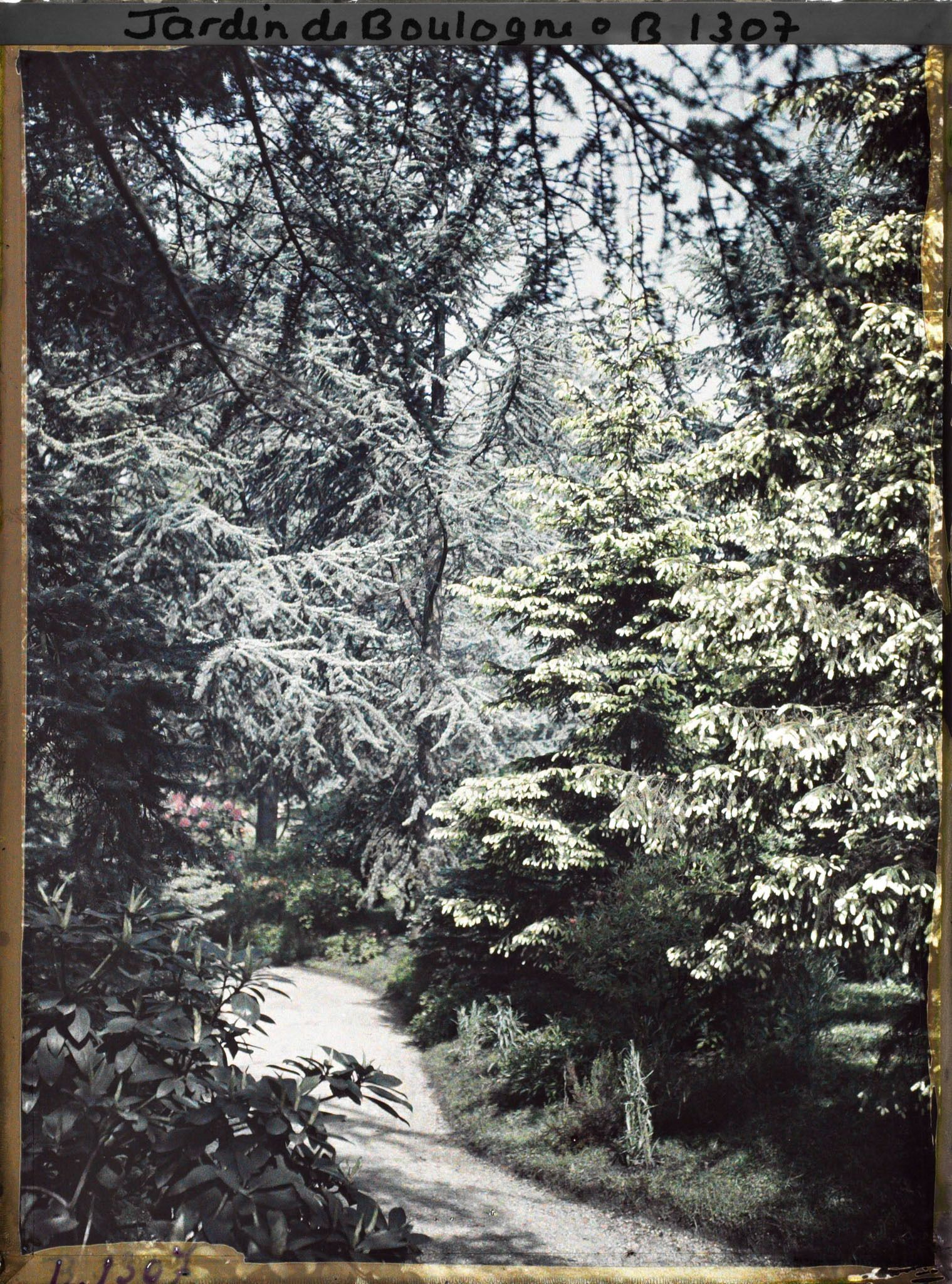 Image représentant La forêt dorée et la forêt bleue