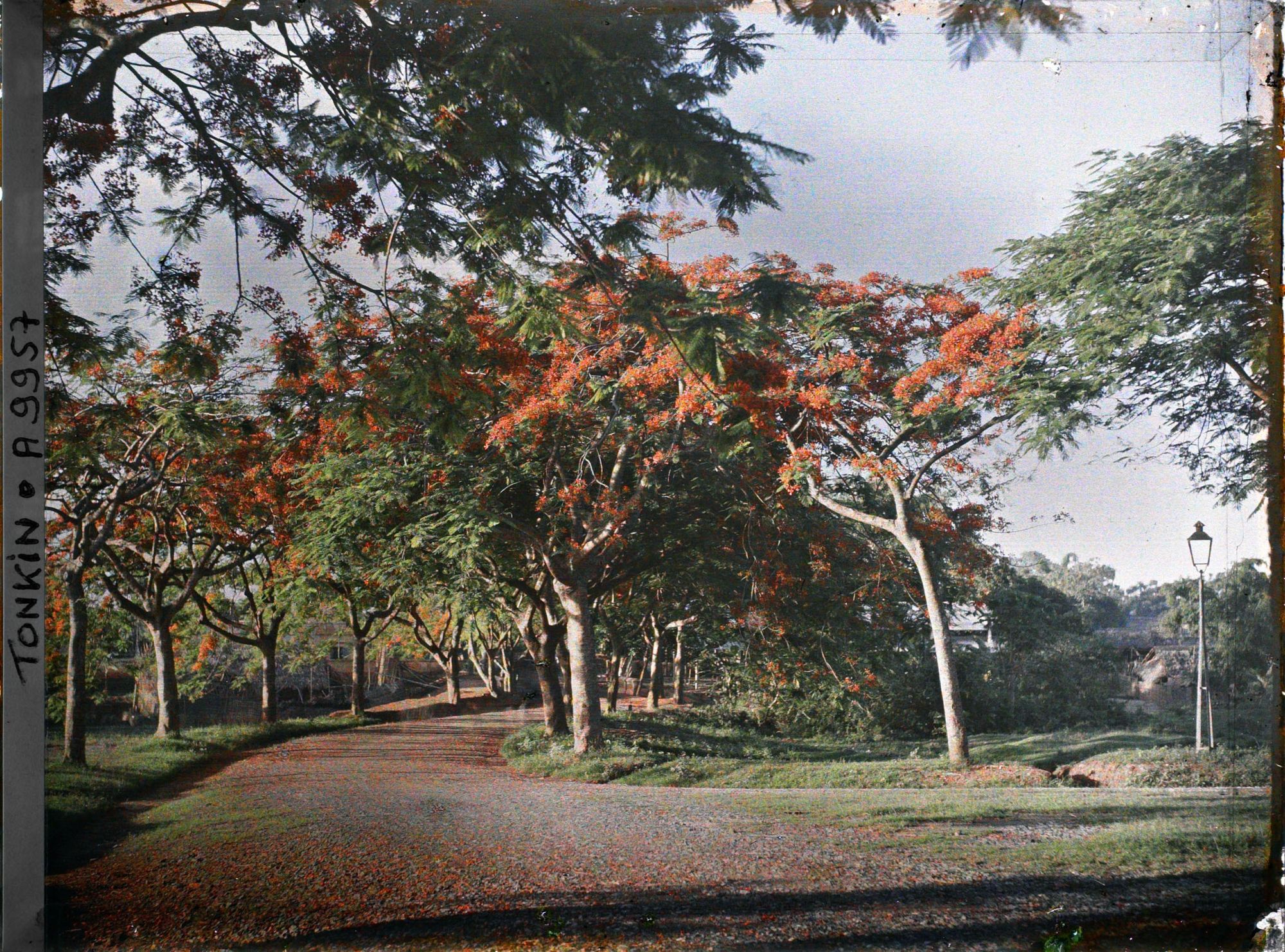 Image représentant Des flamboyants en fleurs aux abords d'une route