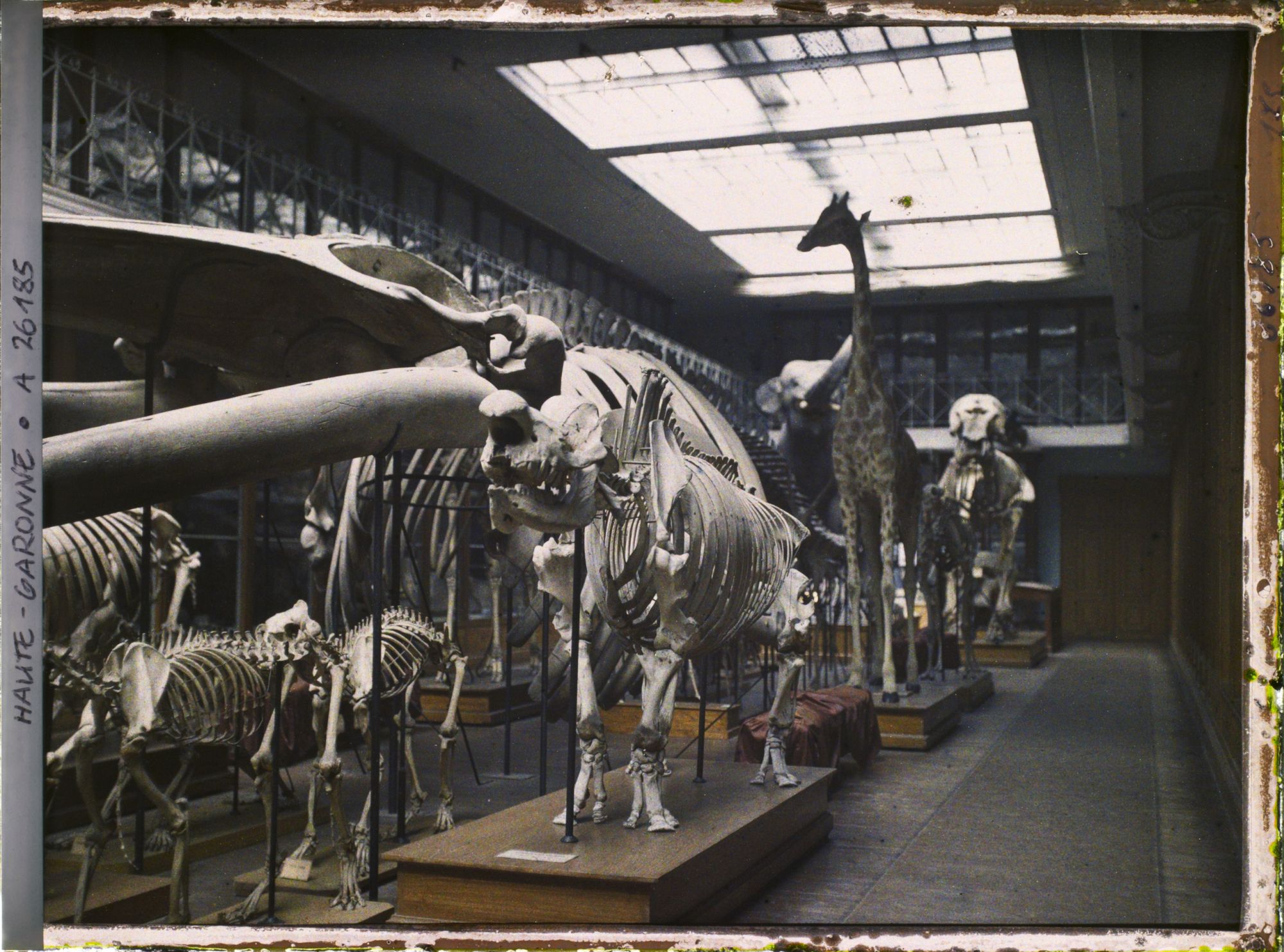 Image représentant Une des salles du museum d'histoire naturelle