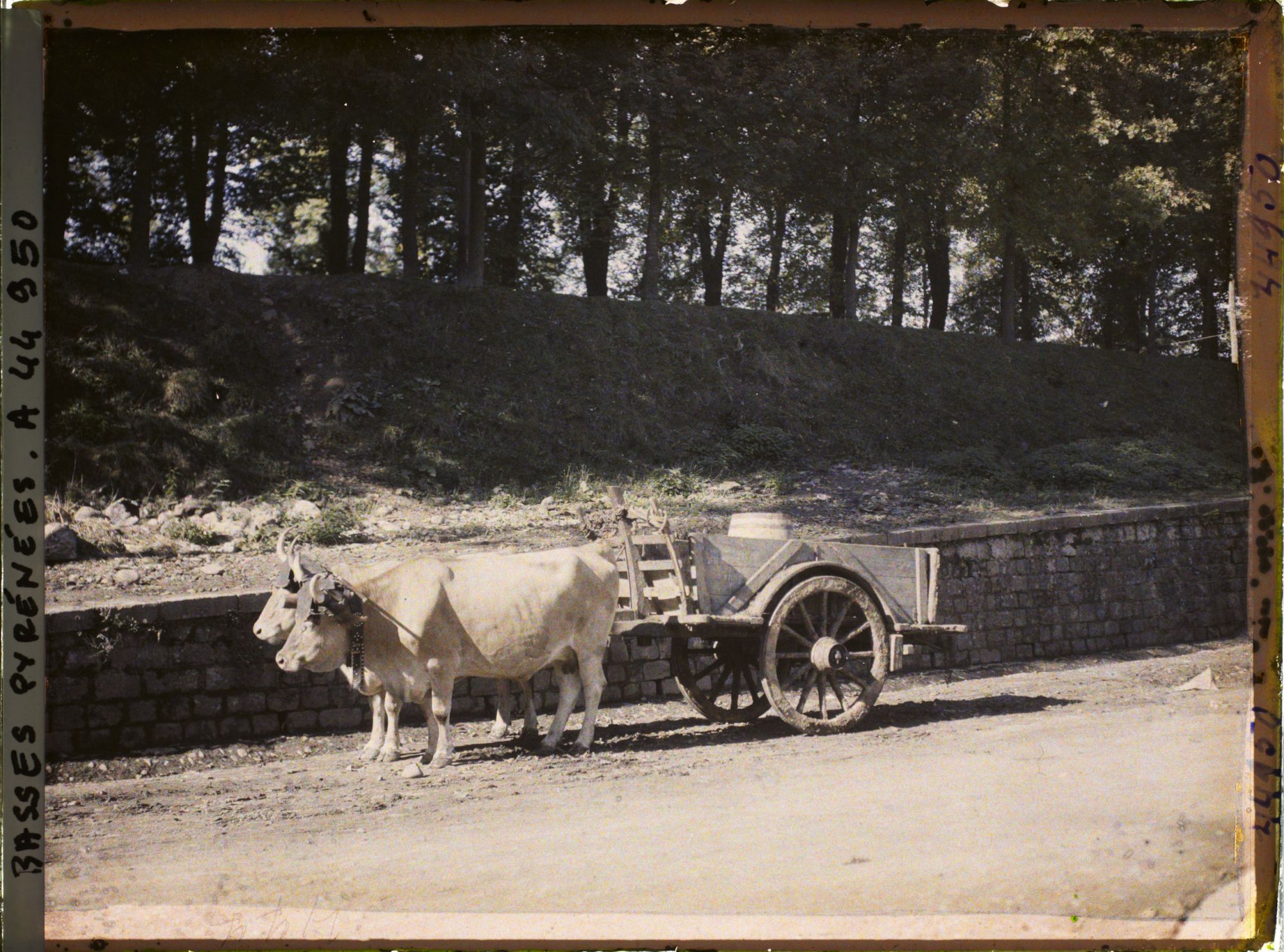 Image représentant France, St Jean Pied de Port, Attelage de B?ufs et Char