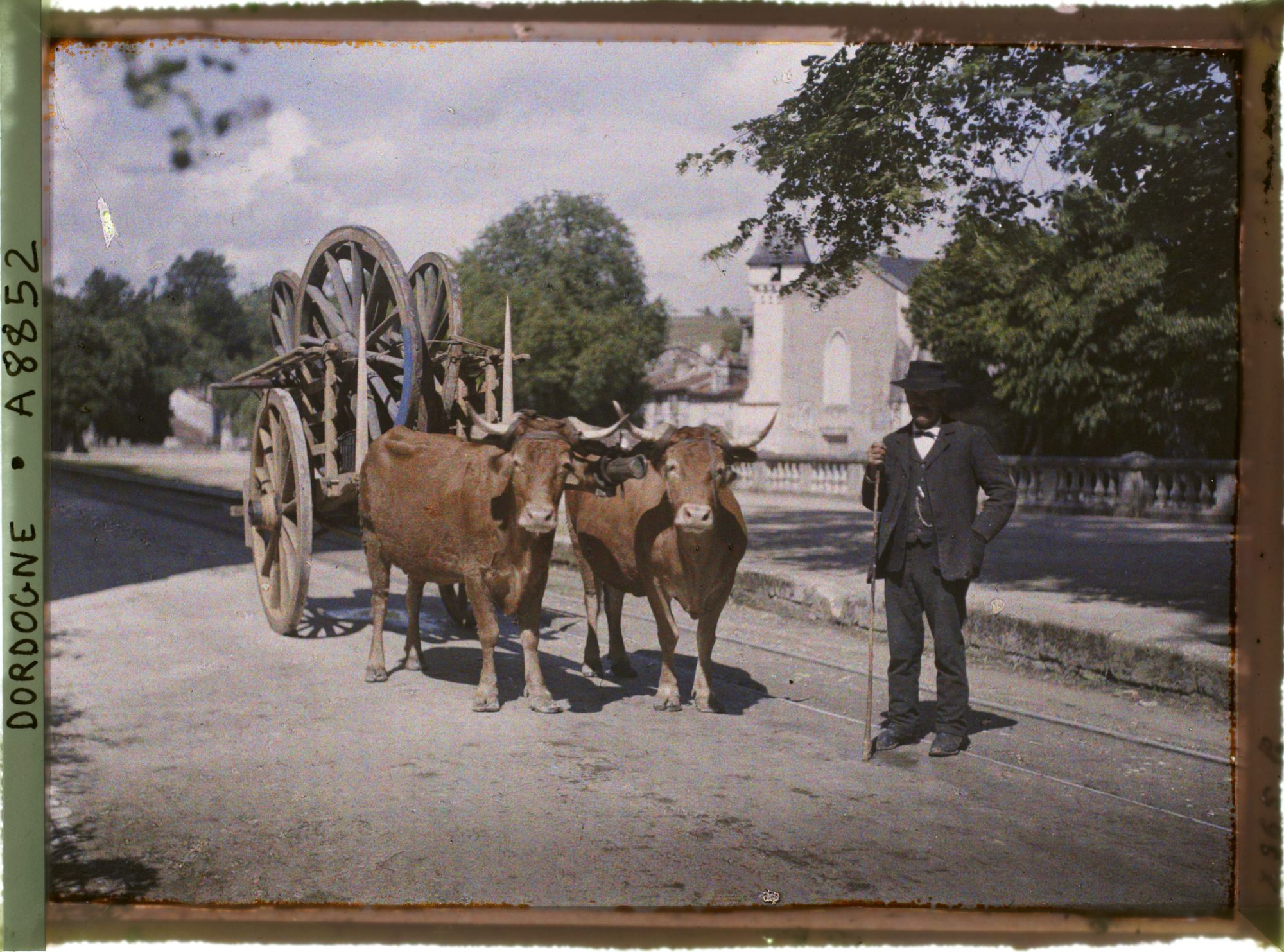 Image représentant France, Brantôme, Vaches et charrette avec le toucheur