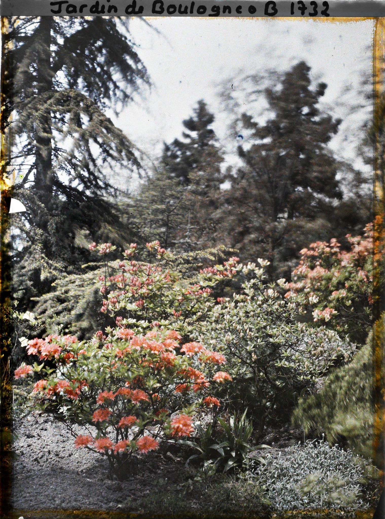 Image représentant azalées dans le jardin japonais