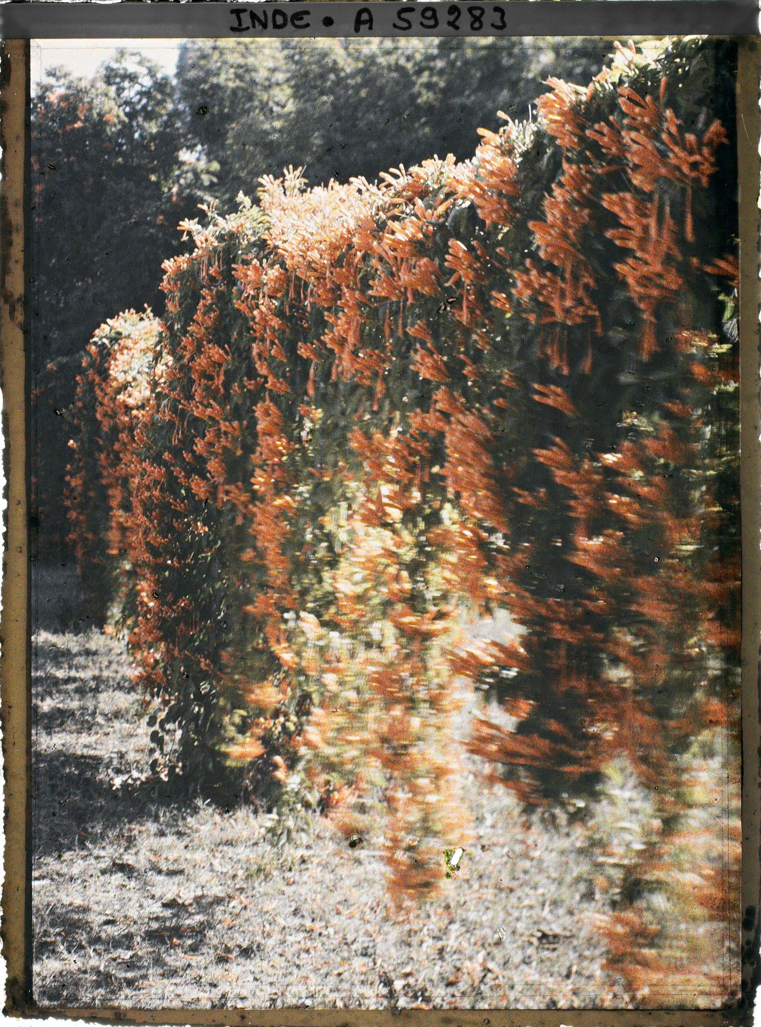 Image représentant Une haie fleurie du parc du palais Jagatjit