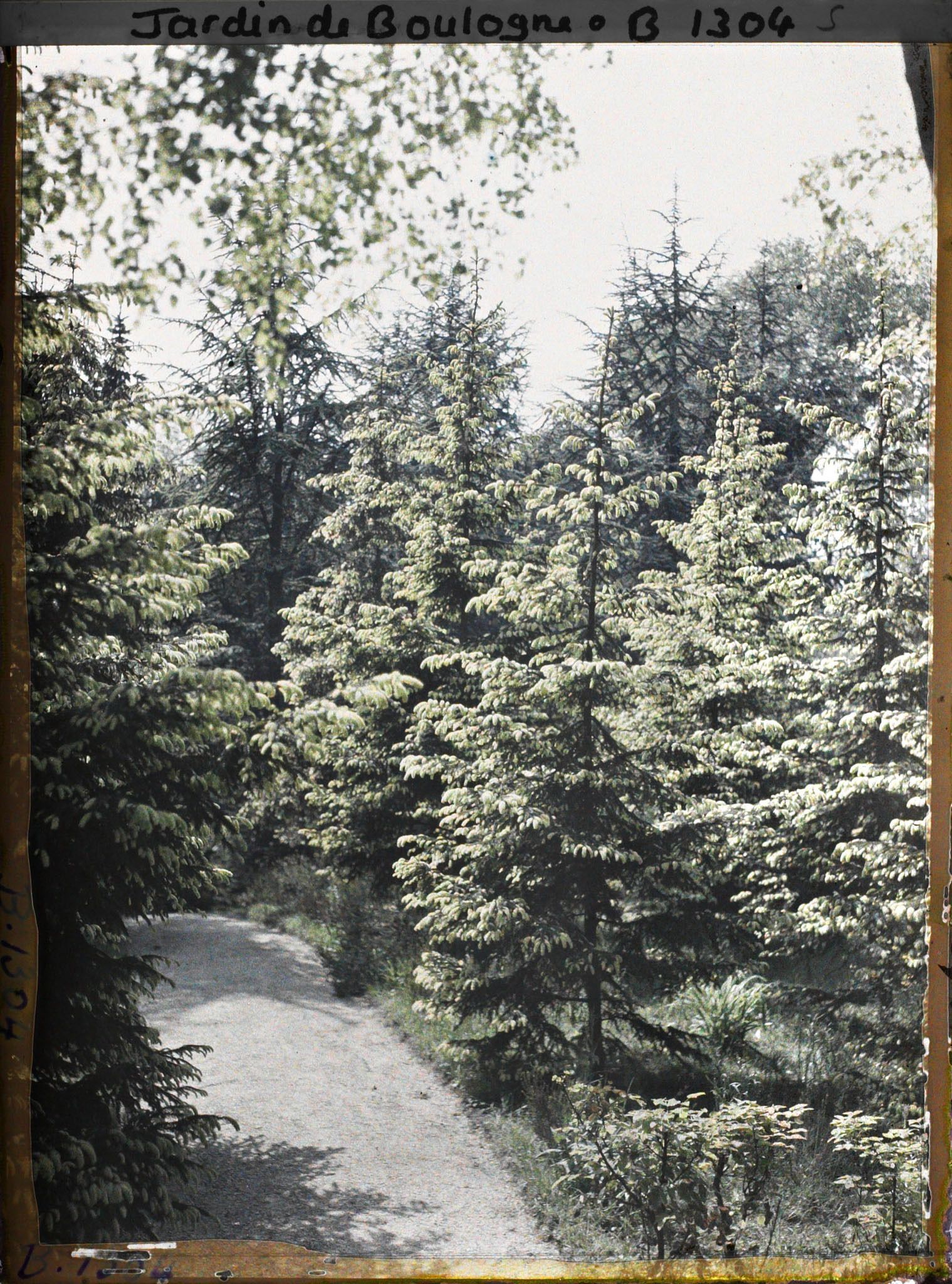 Image représentant La forêt dorée