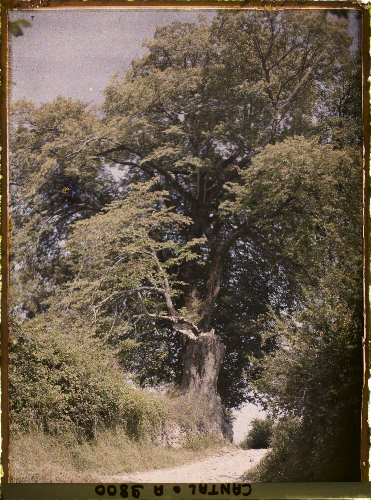 Image représentant Un Tilleul dit arbre de Sully
