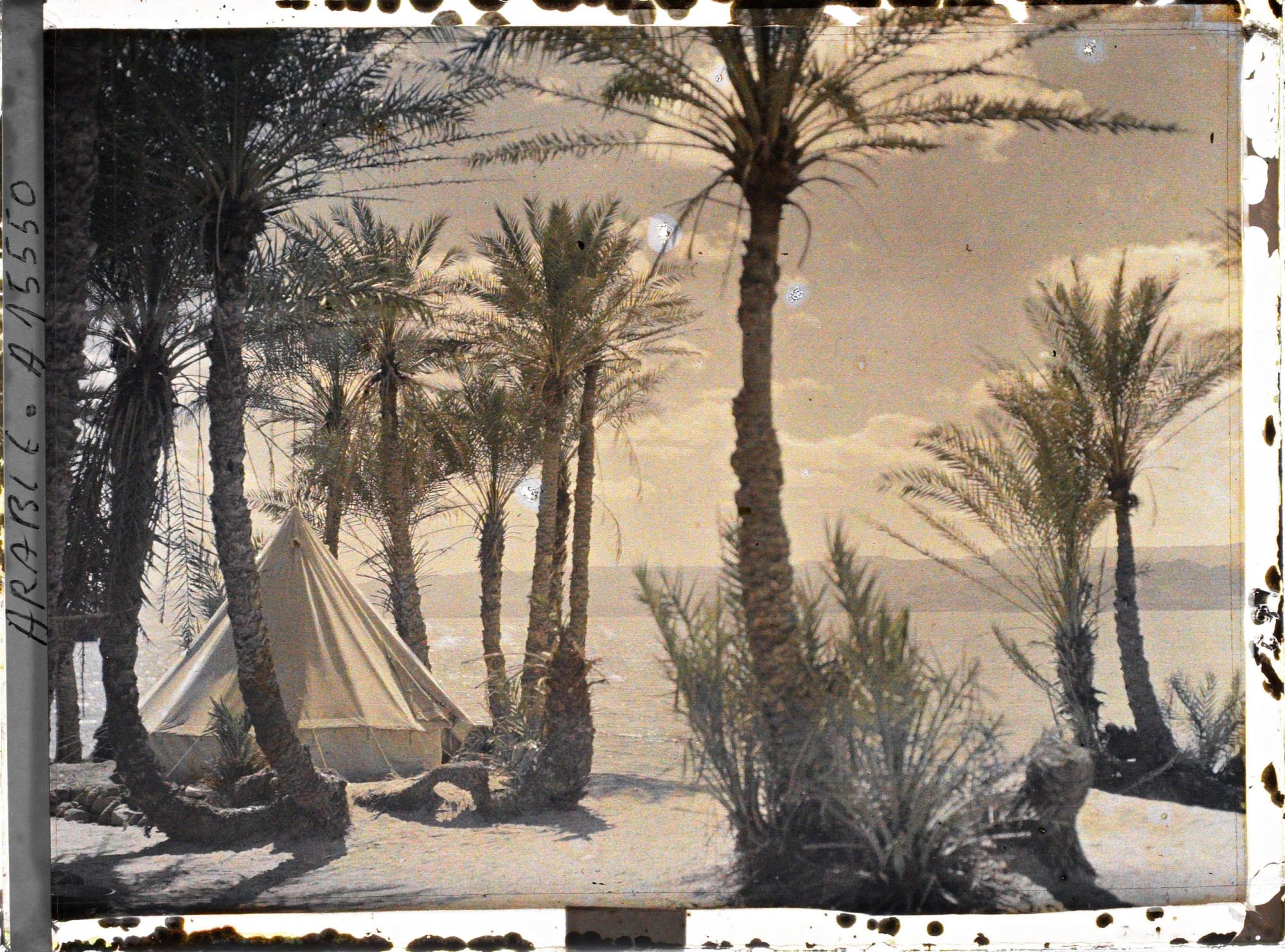 Image représentant Une tente du campement des forces arabes du royaume du Hedjaz dans une palmeraie au bord du golfe d'Aqaba