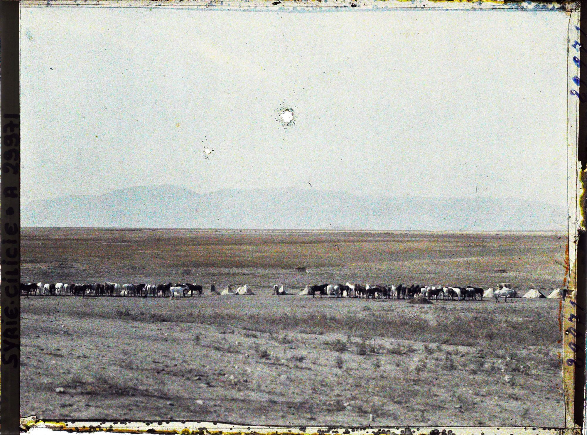 Image représentant Un troupeau de chevaux, au fond, le Jibal Al Amnos (Monts Amanus)