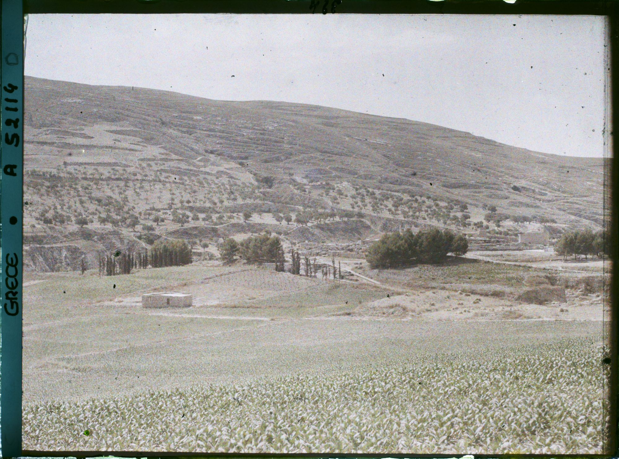 Image représentant Panorama vers l'ensemble des ruines de palais (derrière, le premier bouquet d'arbres, le théâtre), (direction sud-est)