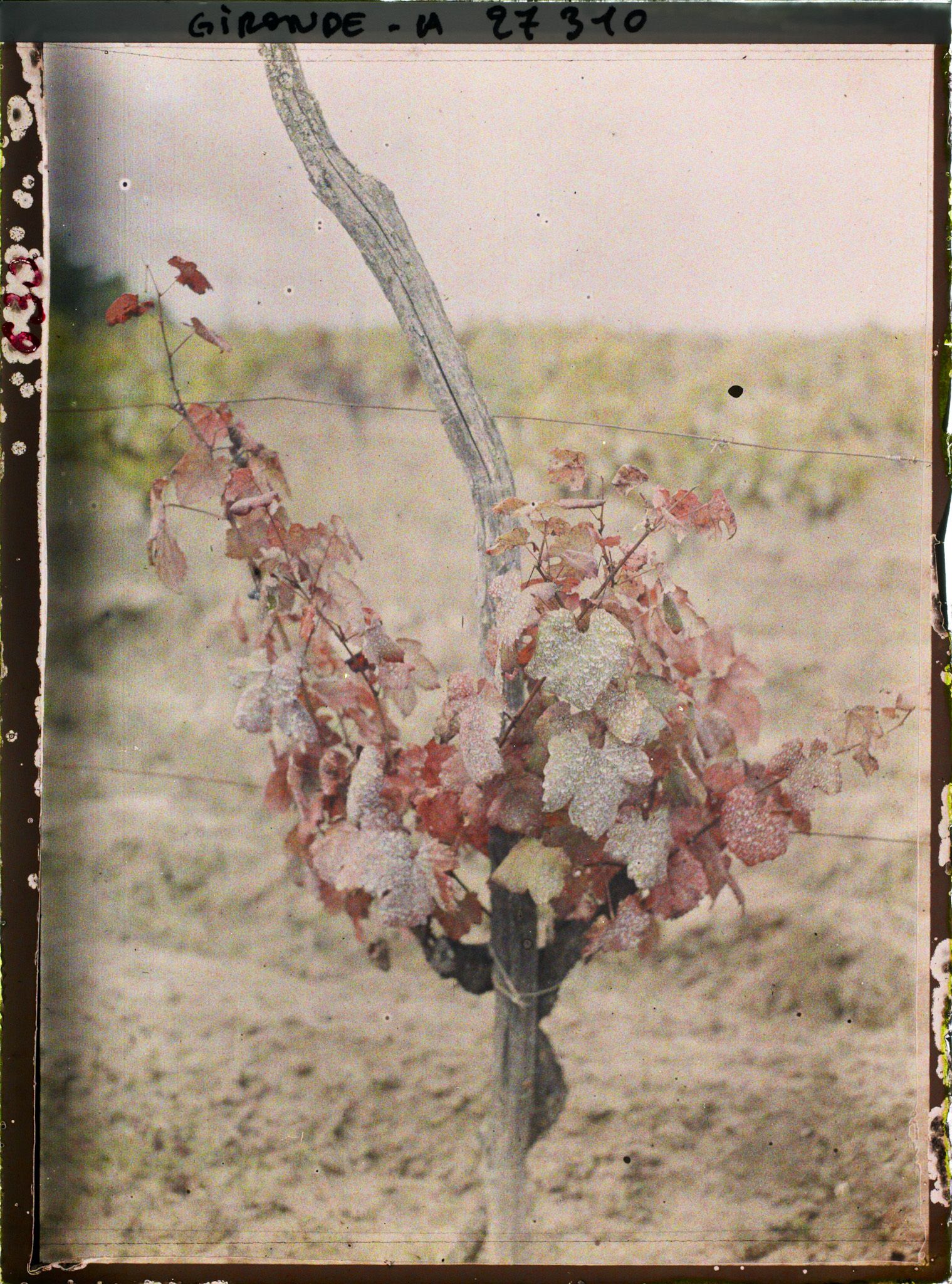Image représentant Gironde, Vignobles du Médoc : un pied de Sauvignon avant la Coupe des bois