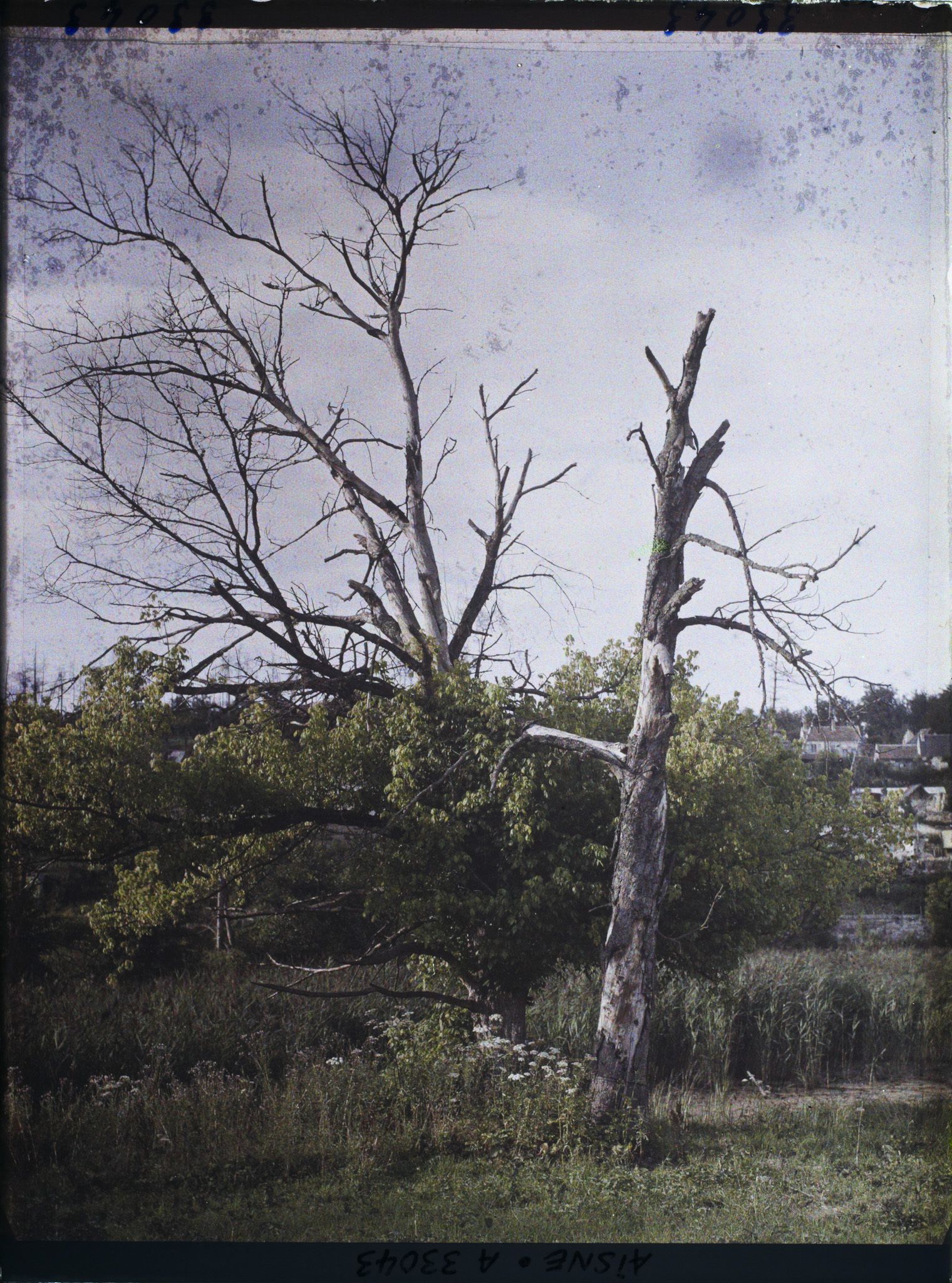 Image représentant France, Corcy, Arbre qui revient à la vie
