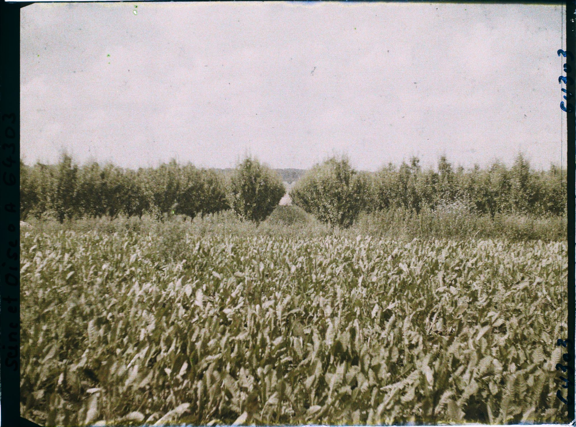 Image représentant Ile de France, Sarcelle St Briec, Verger de poiriers
