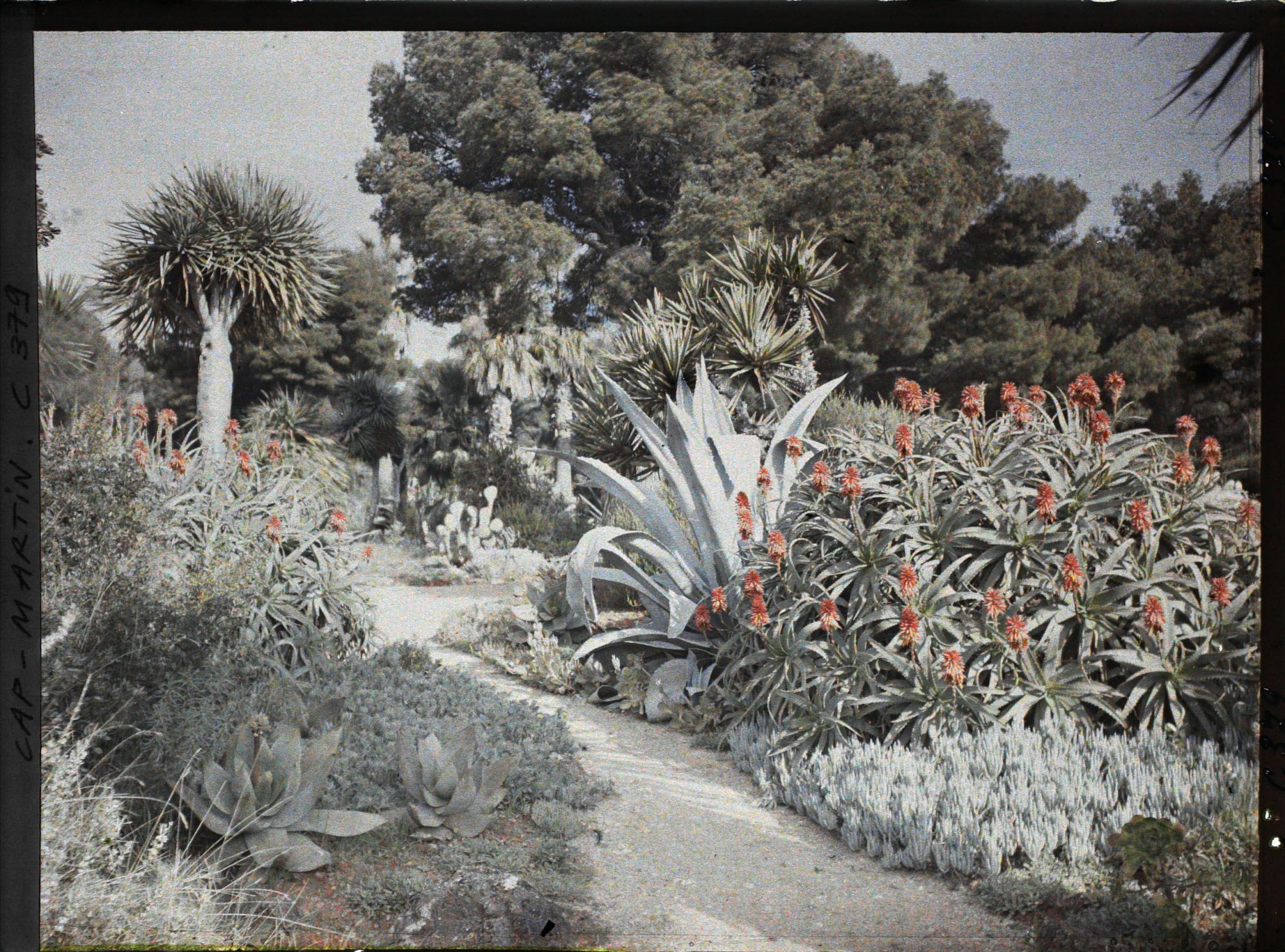 Image représentant Cap Martin Le Jardin